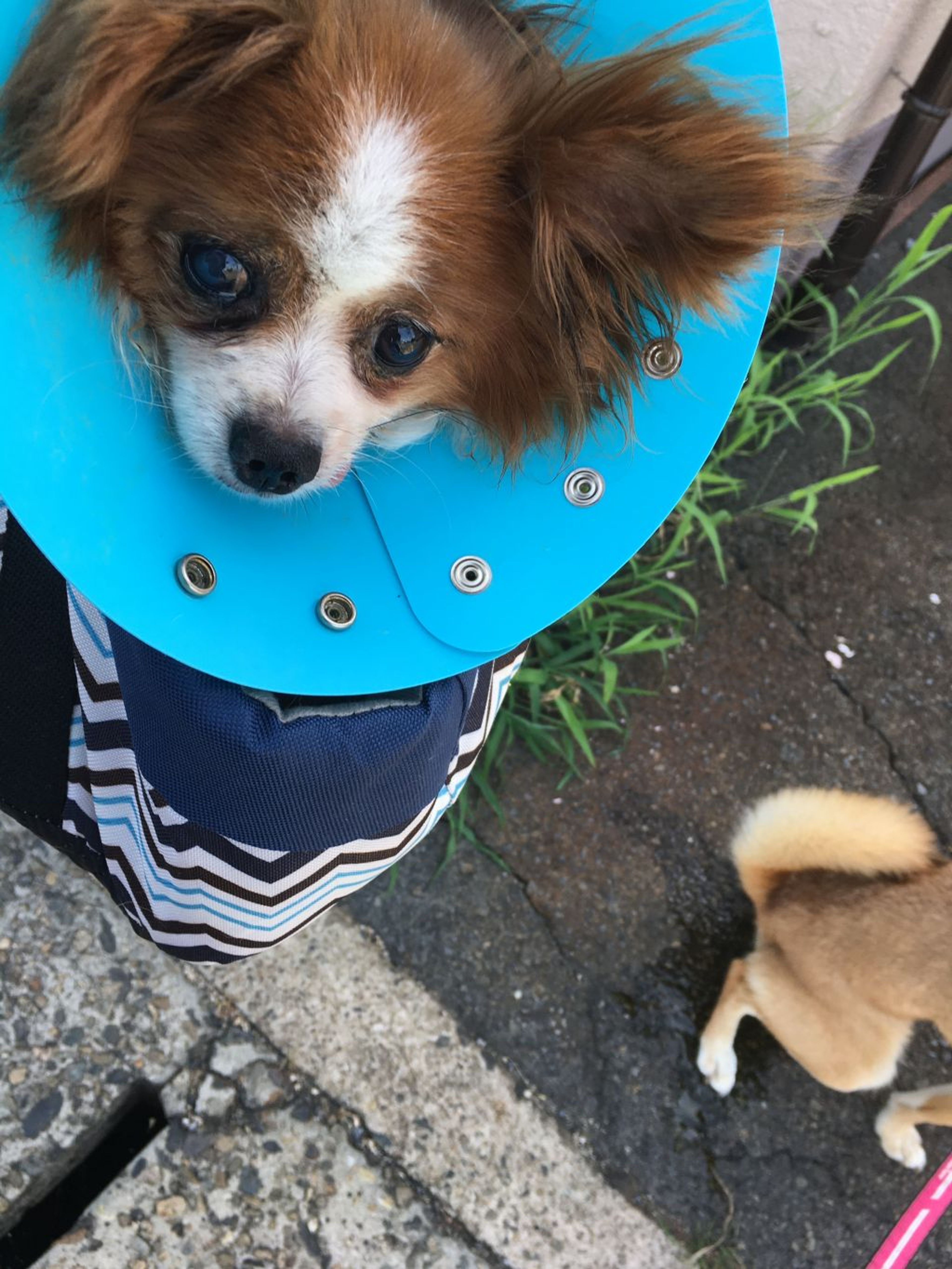 pet-image-4