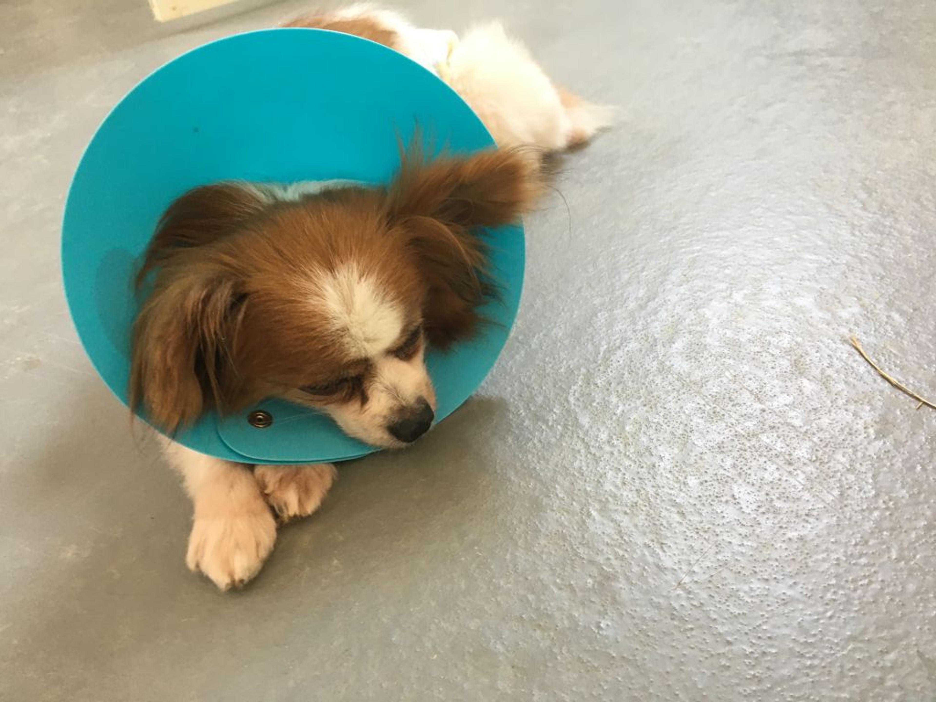 pet-image-5