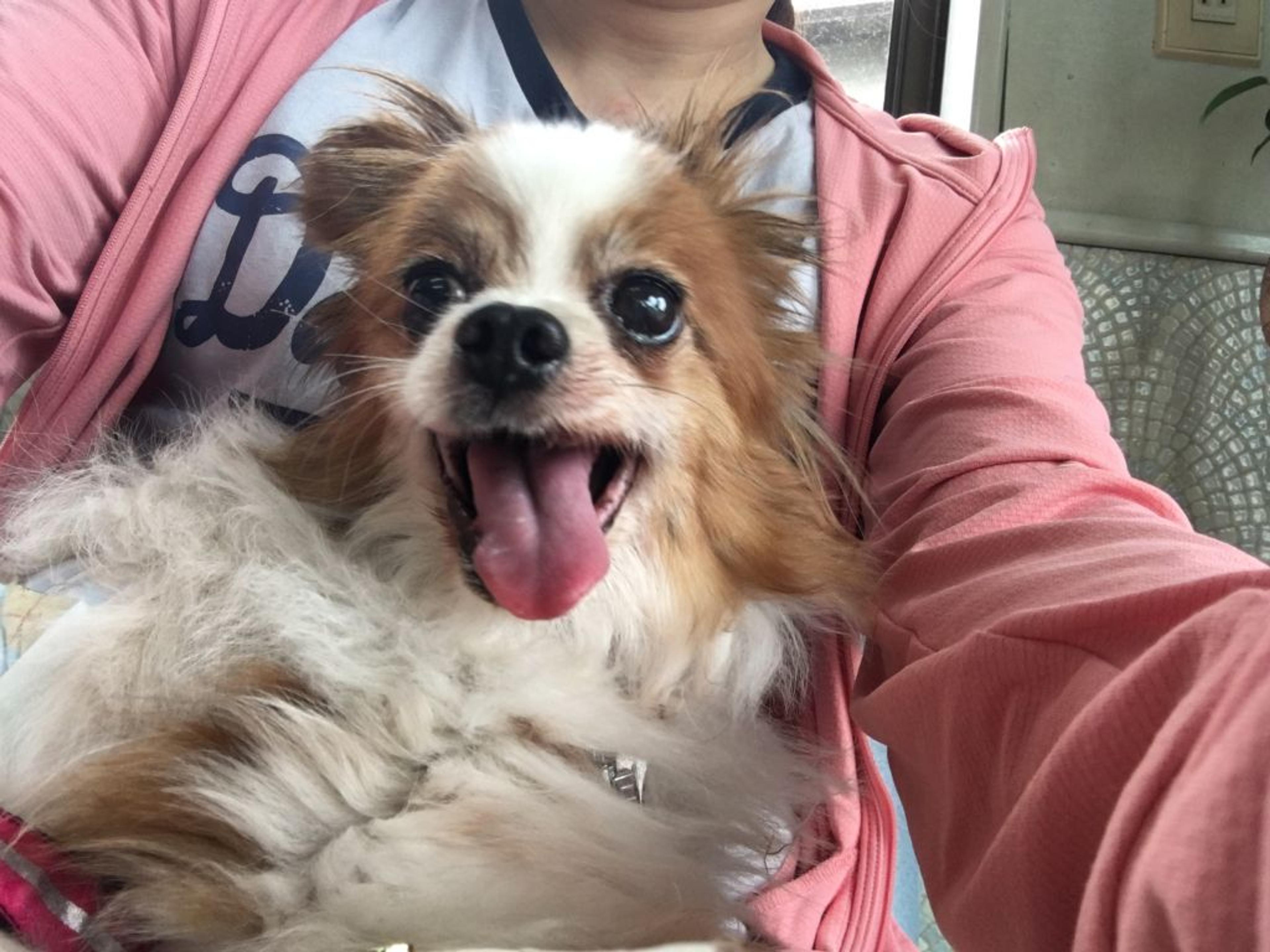 pet-image-6