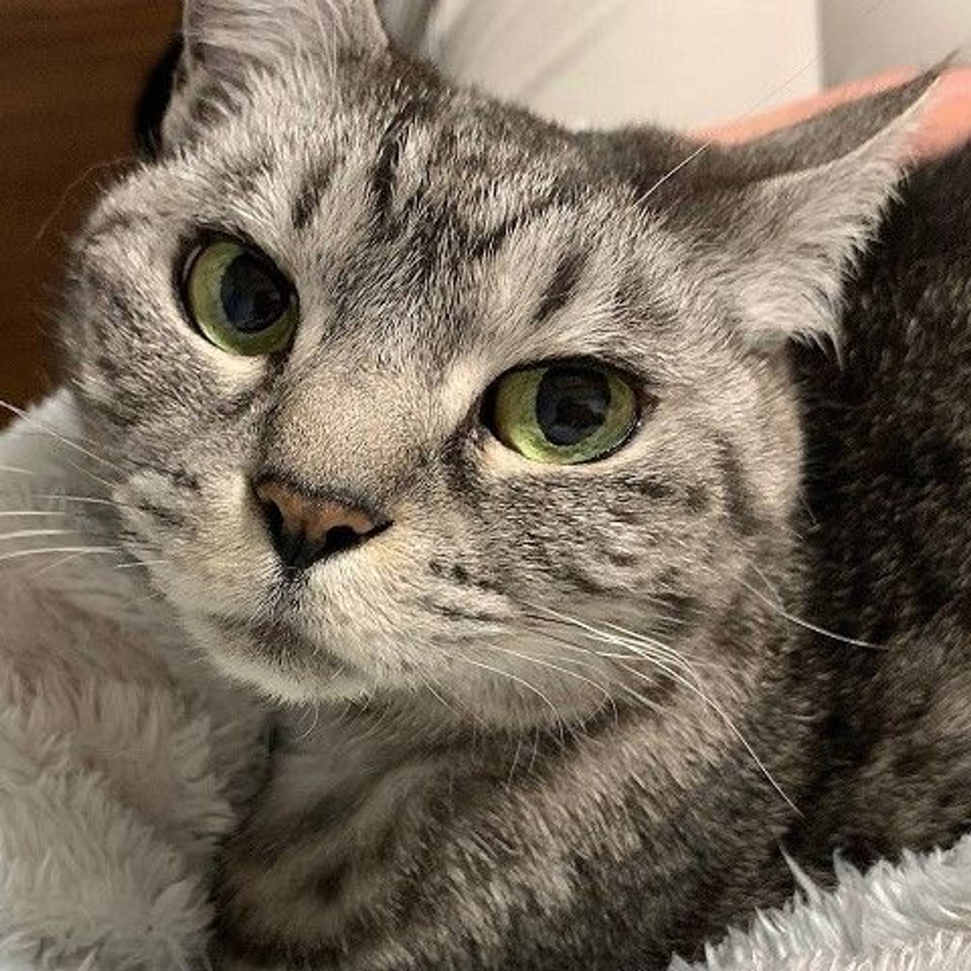 雑種（ミックス猫）・メスの里親募集の写真