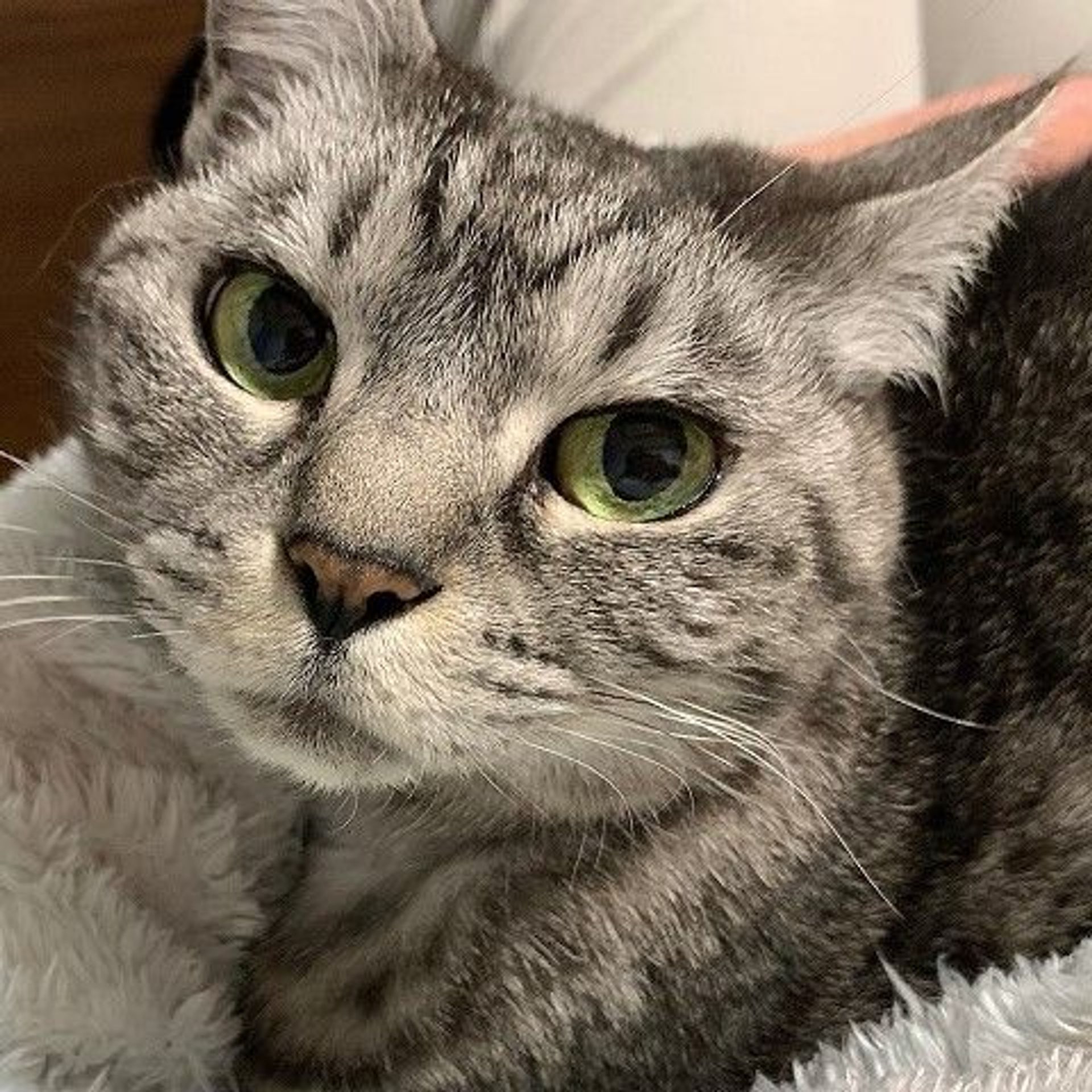 雑種（ミックス猫）・メスの里親募集の写真