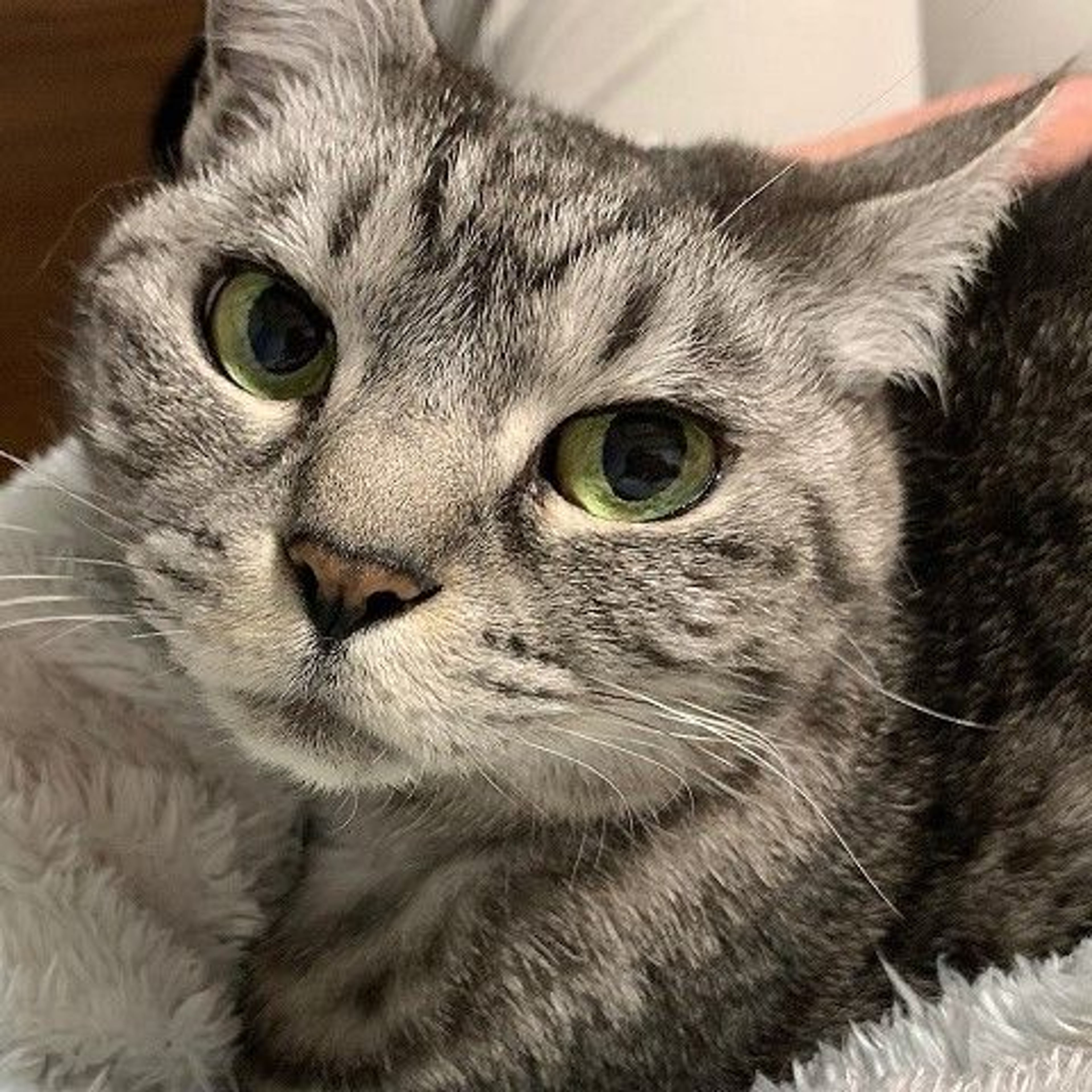 ねこまま♡ 猫間ことみつ＠ねこまや♨連載中『推しのび温泉ガール