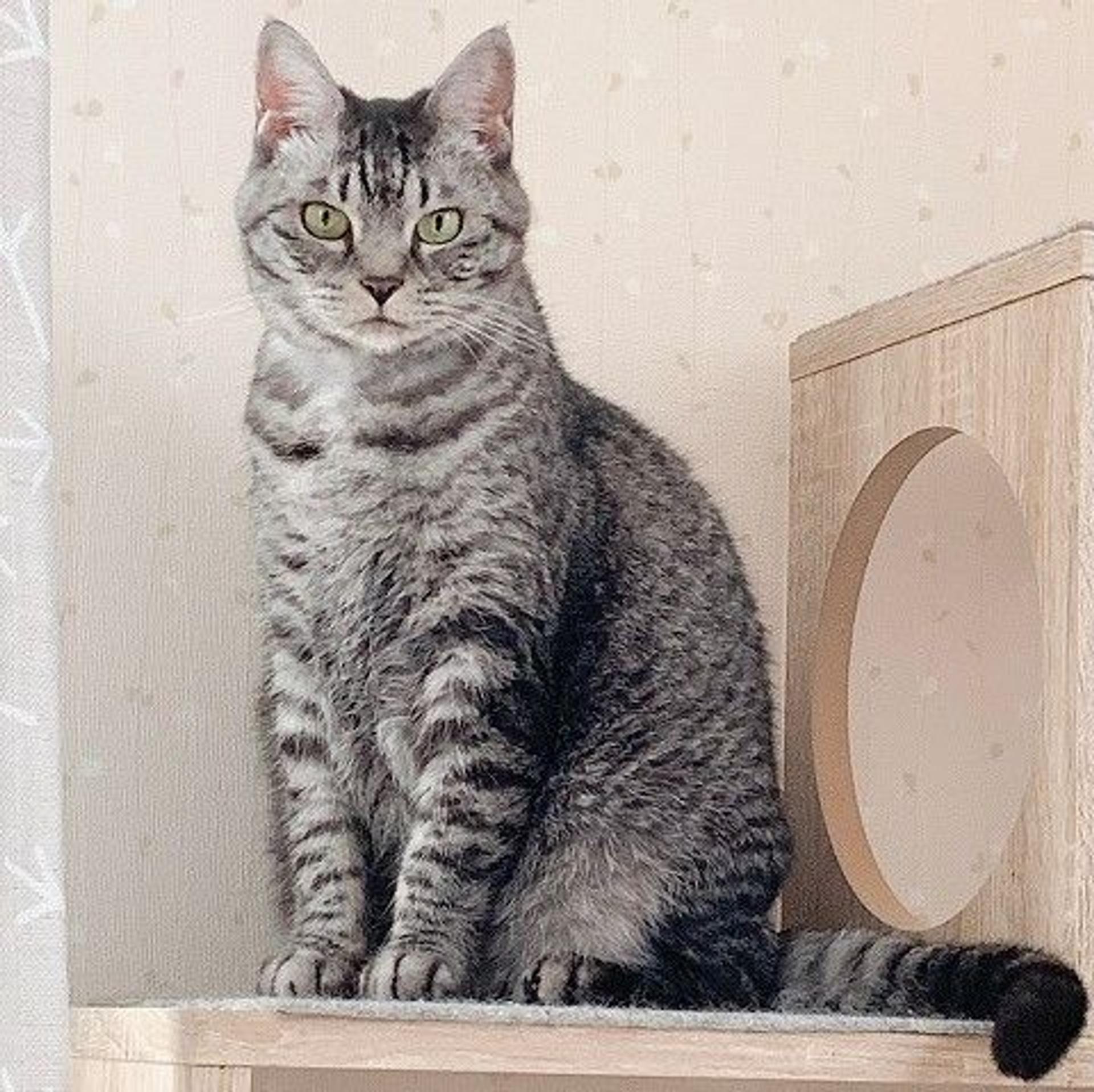 pet-image-2