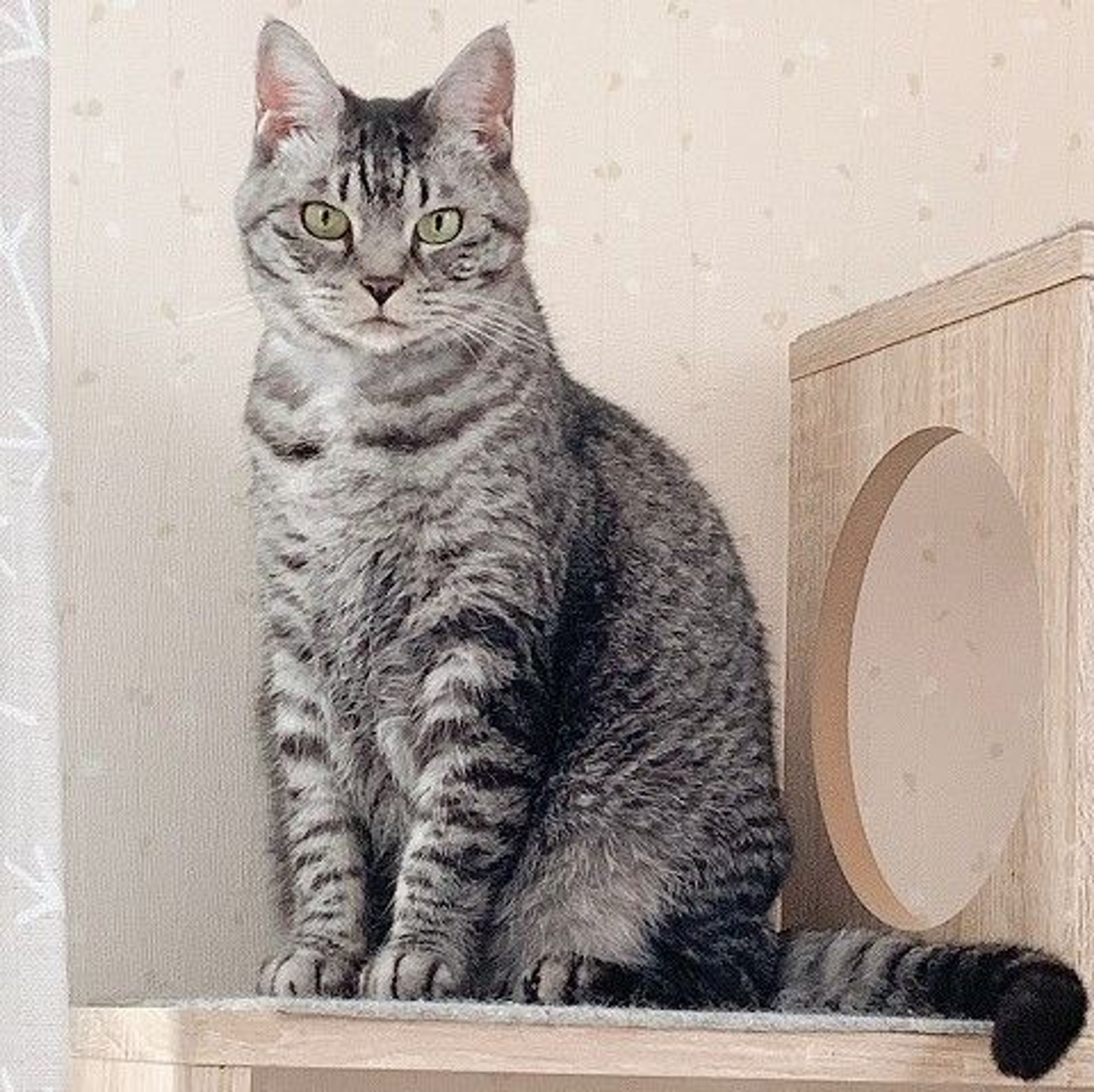 pet-image-2