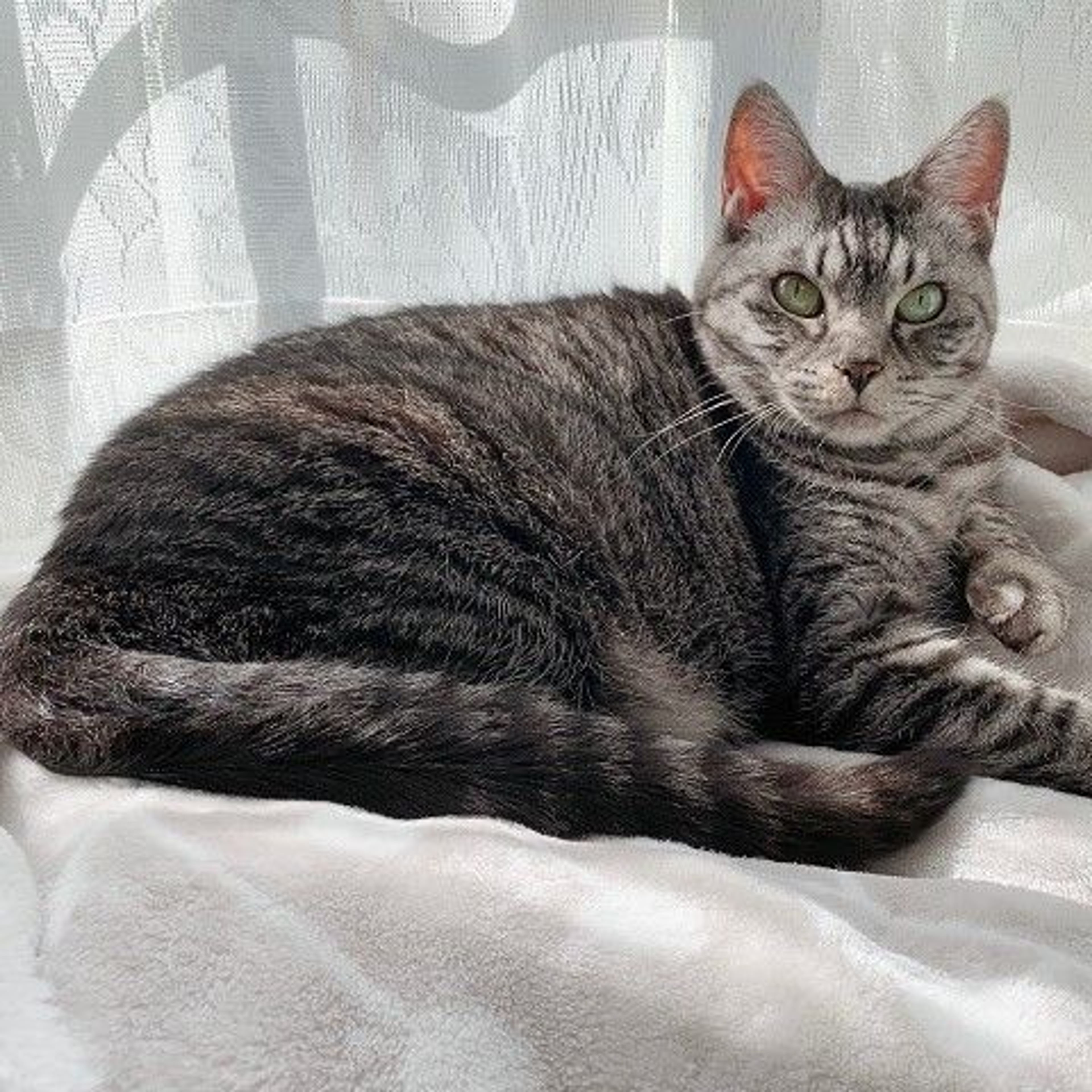 pet-image-3