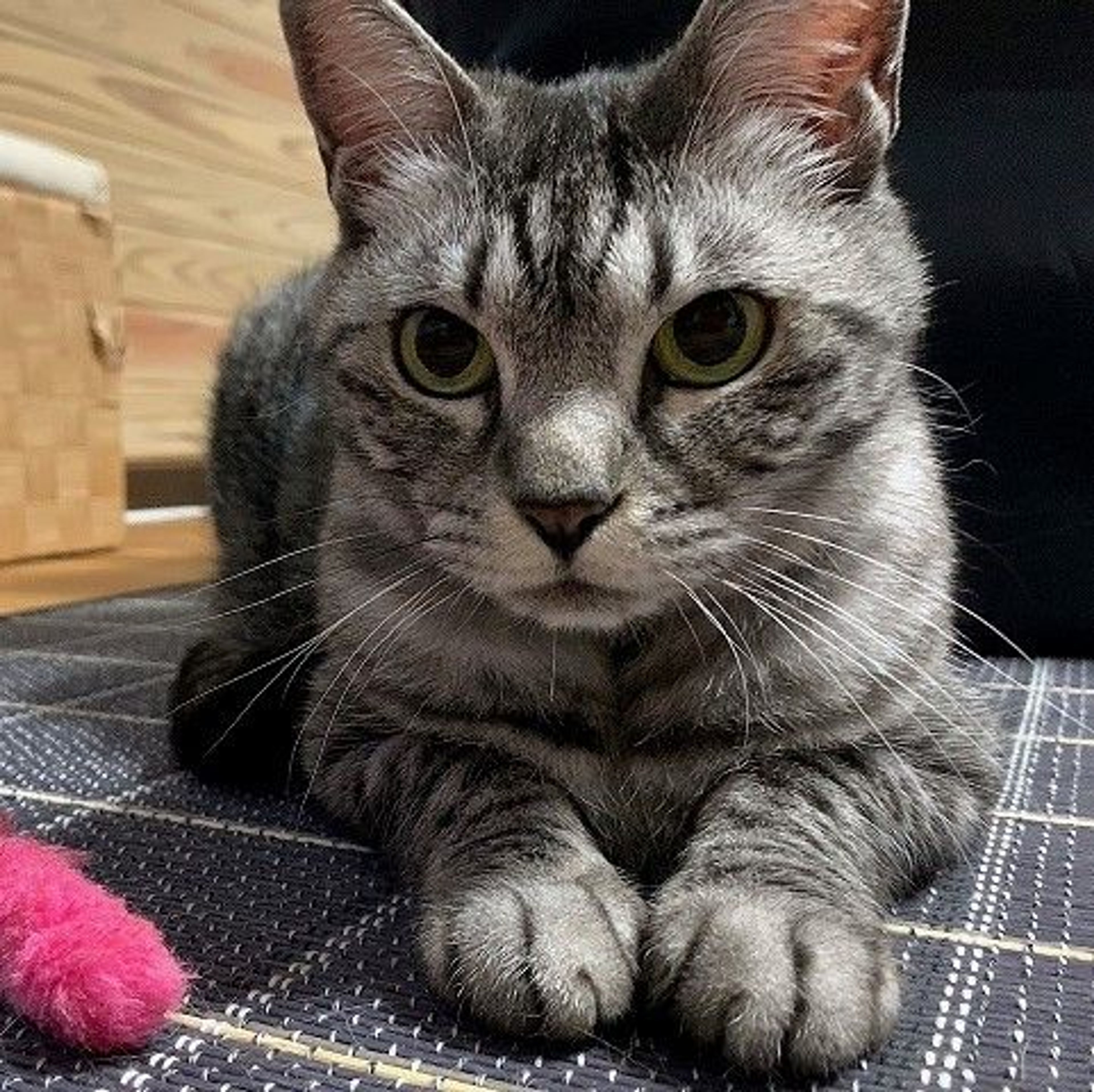 pet-image-4