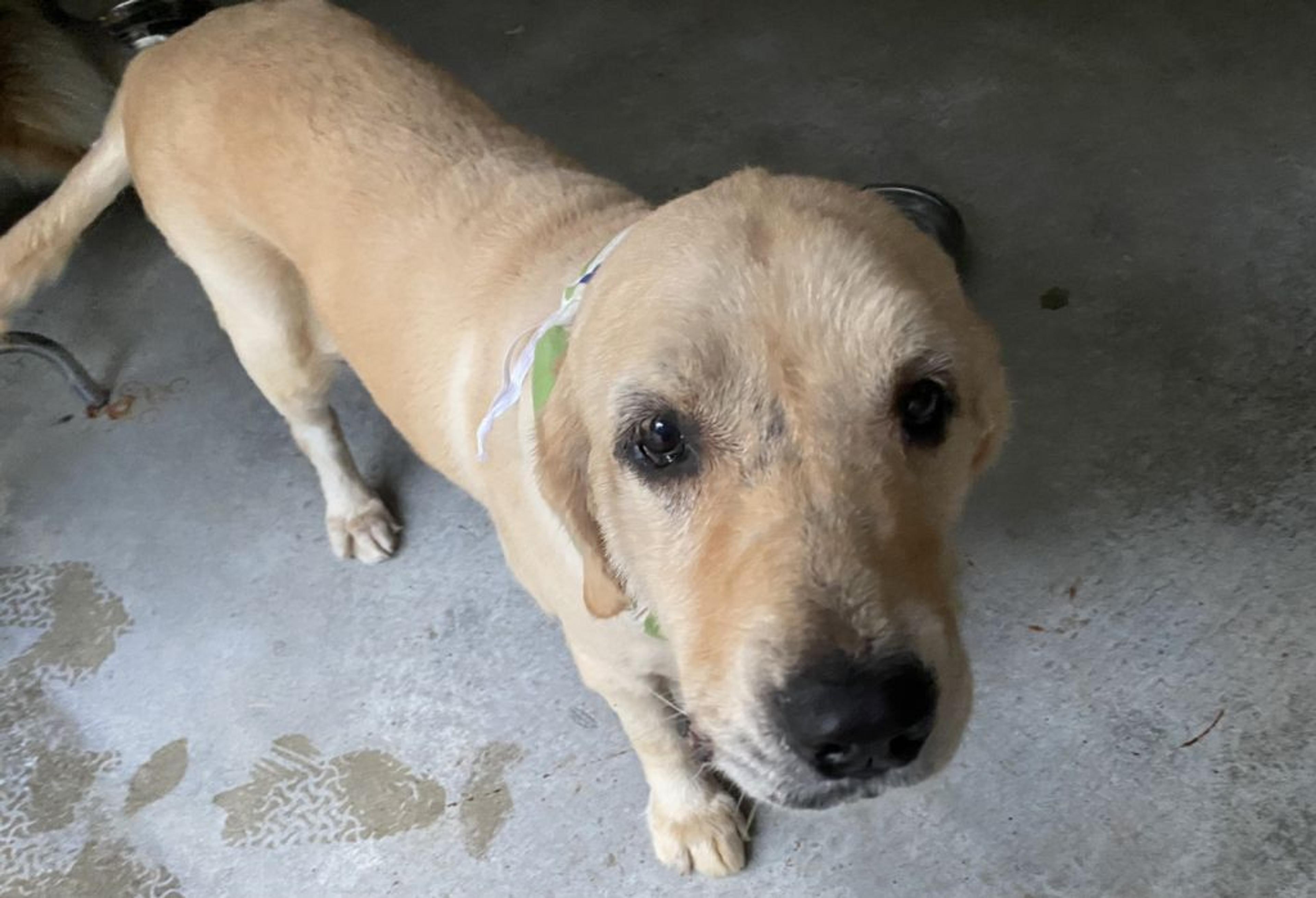 pet-image-4