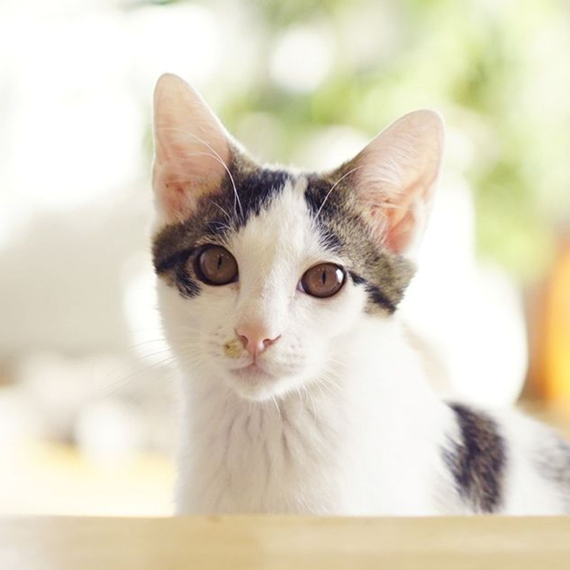 雑種（ミックス猫）・オスの里親募集の写真