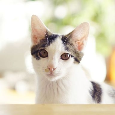 ギャオスと申します✨の写真
