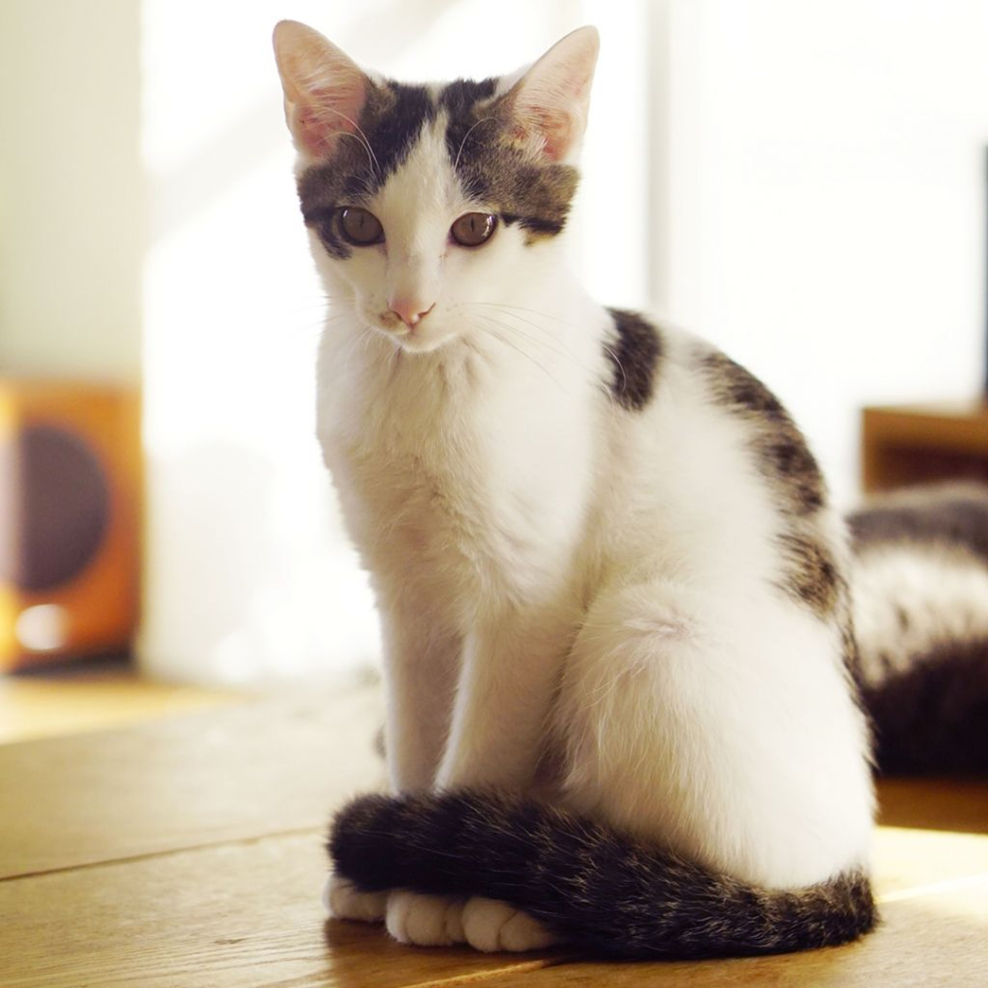 pet-image-2