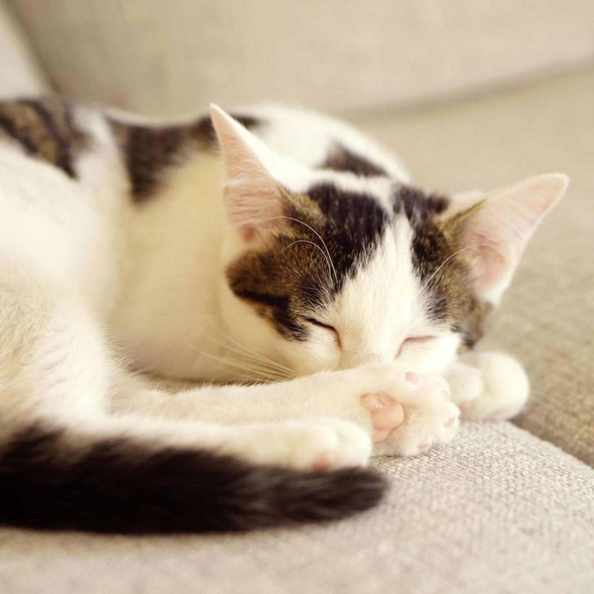 pet-image-3