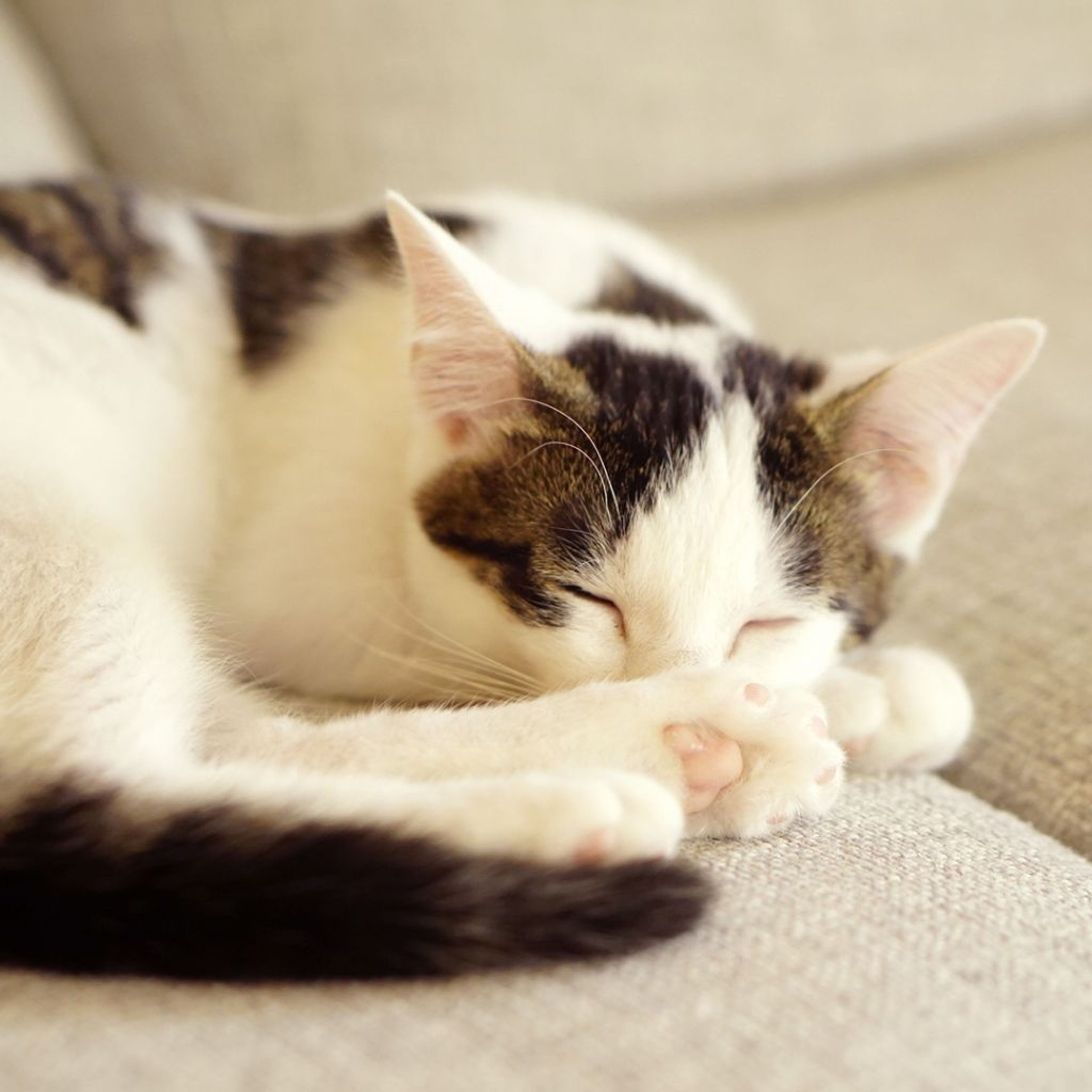 pet-image-3