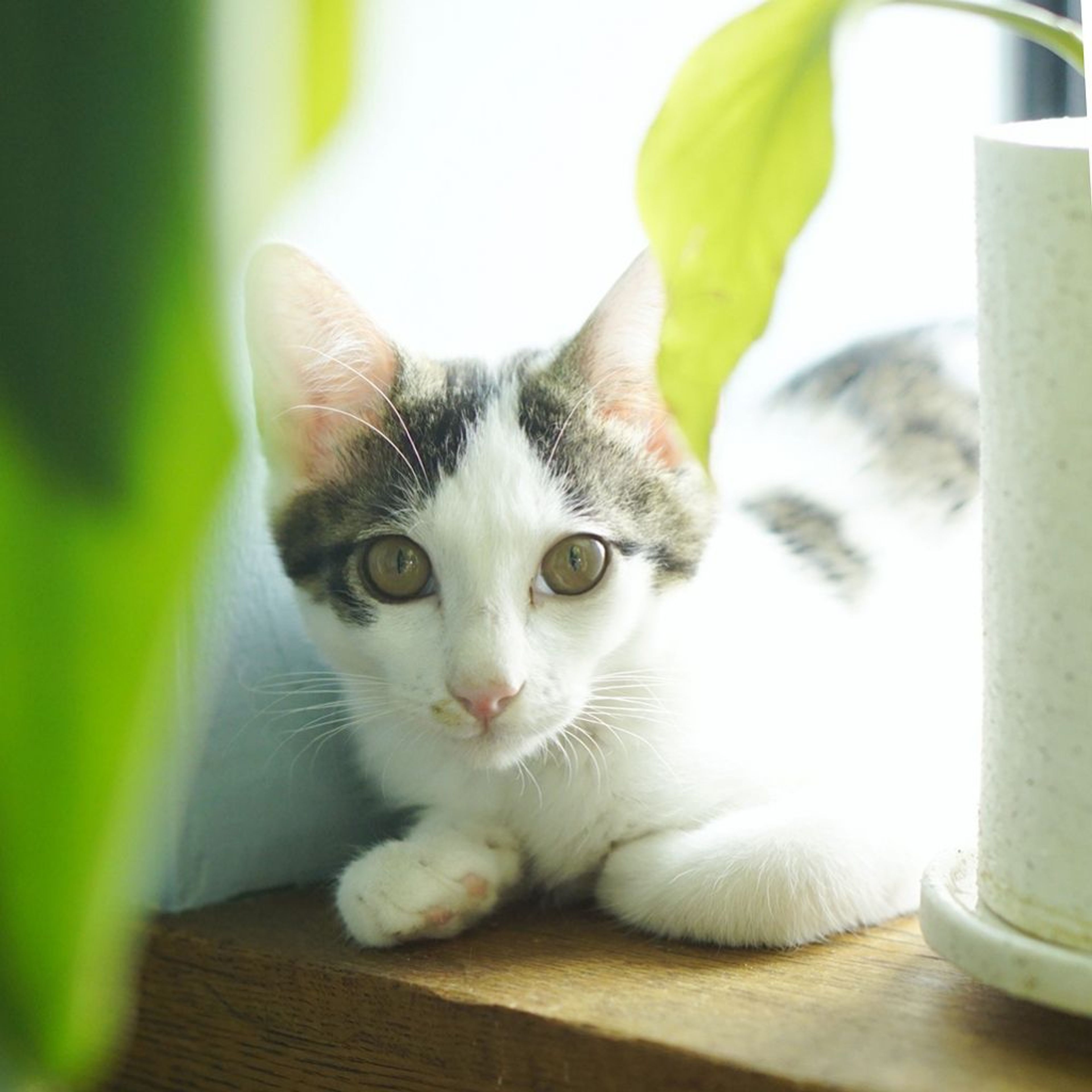 pet-image-5