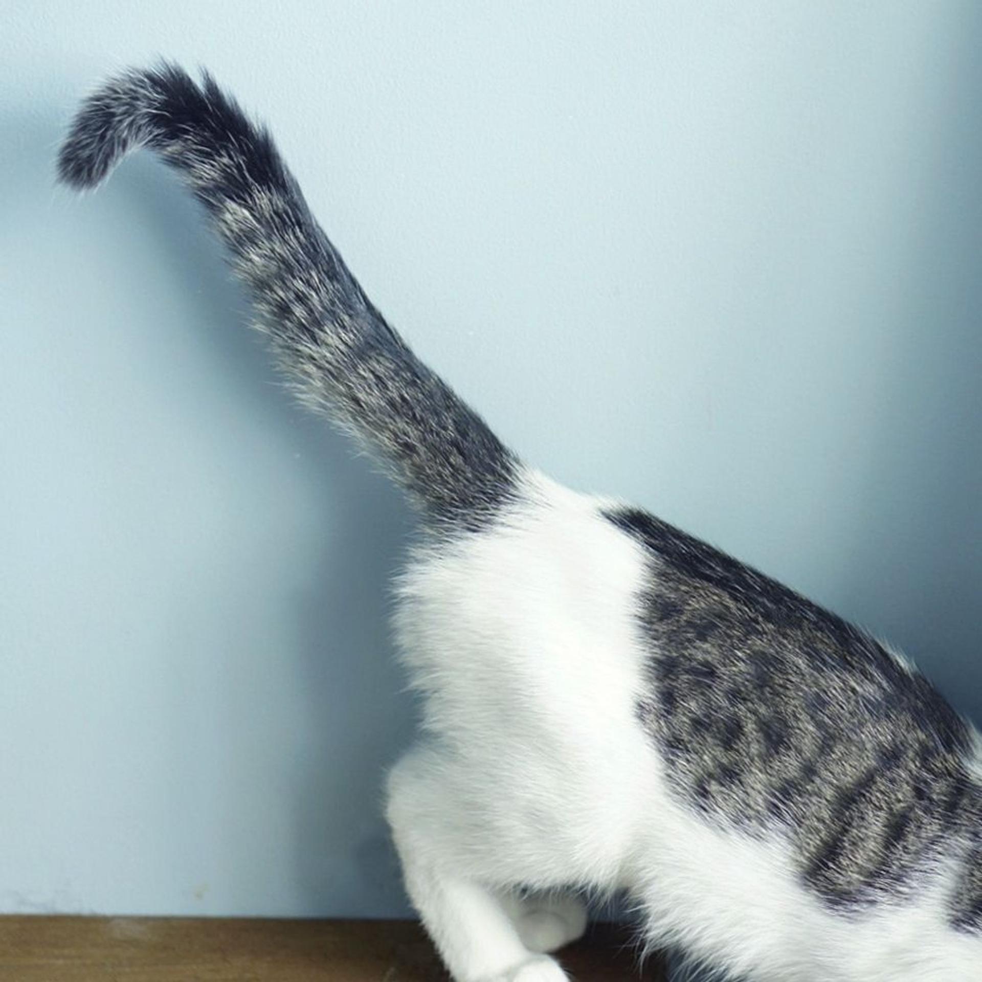 pet-image-6