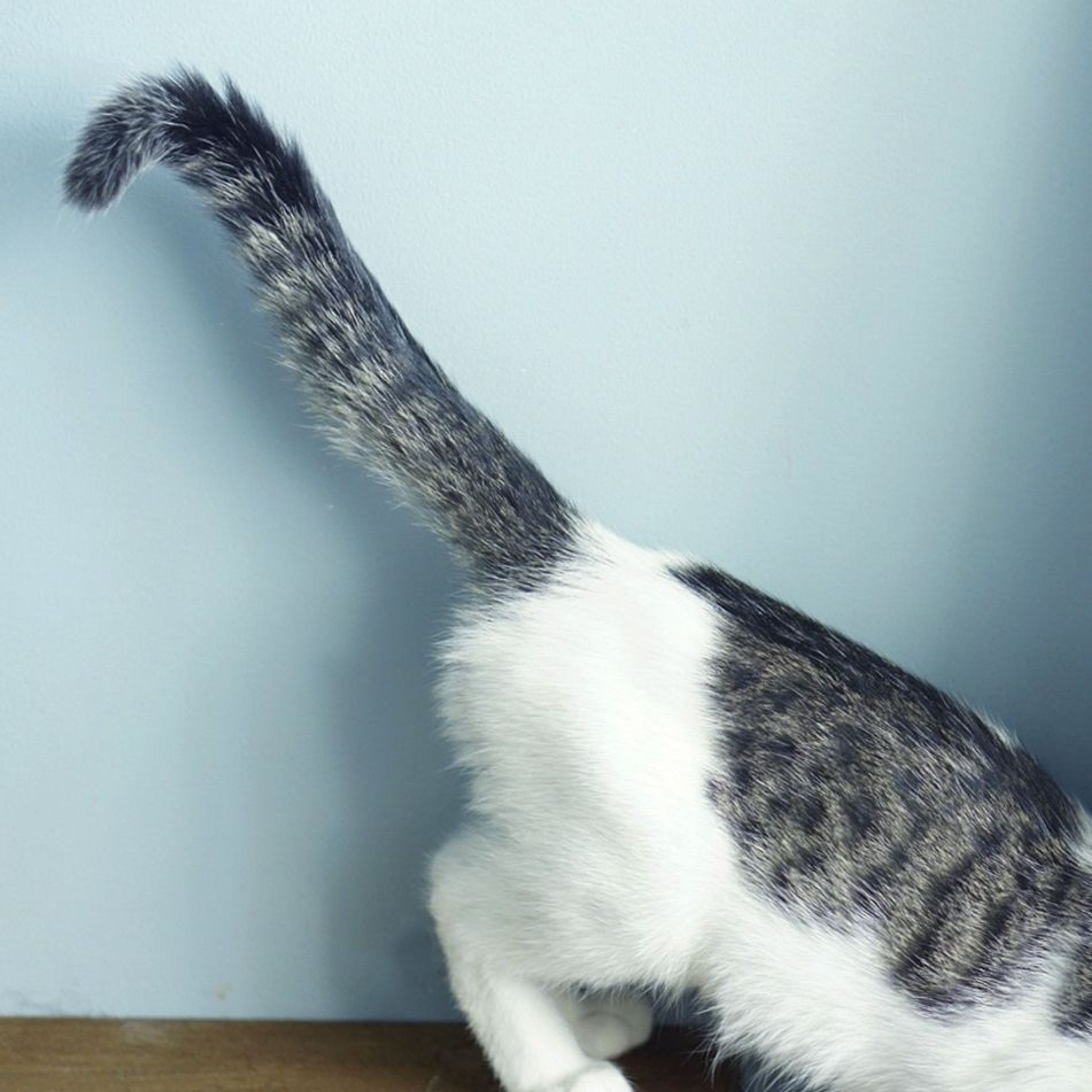 pet-image-6