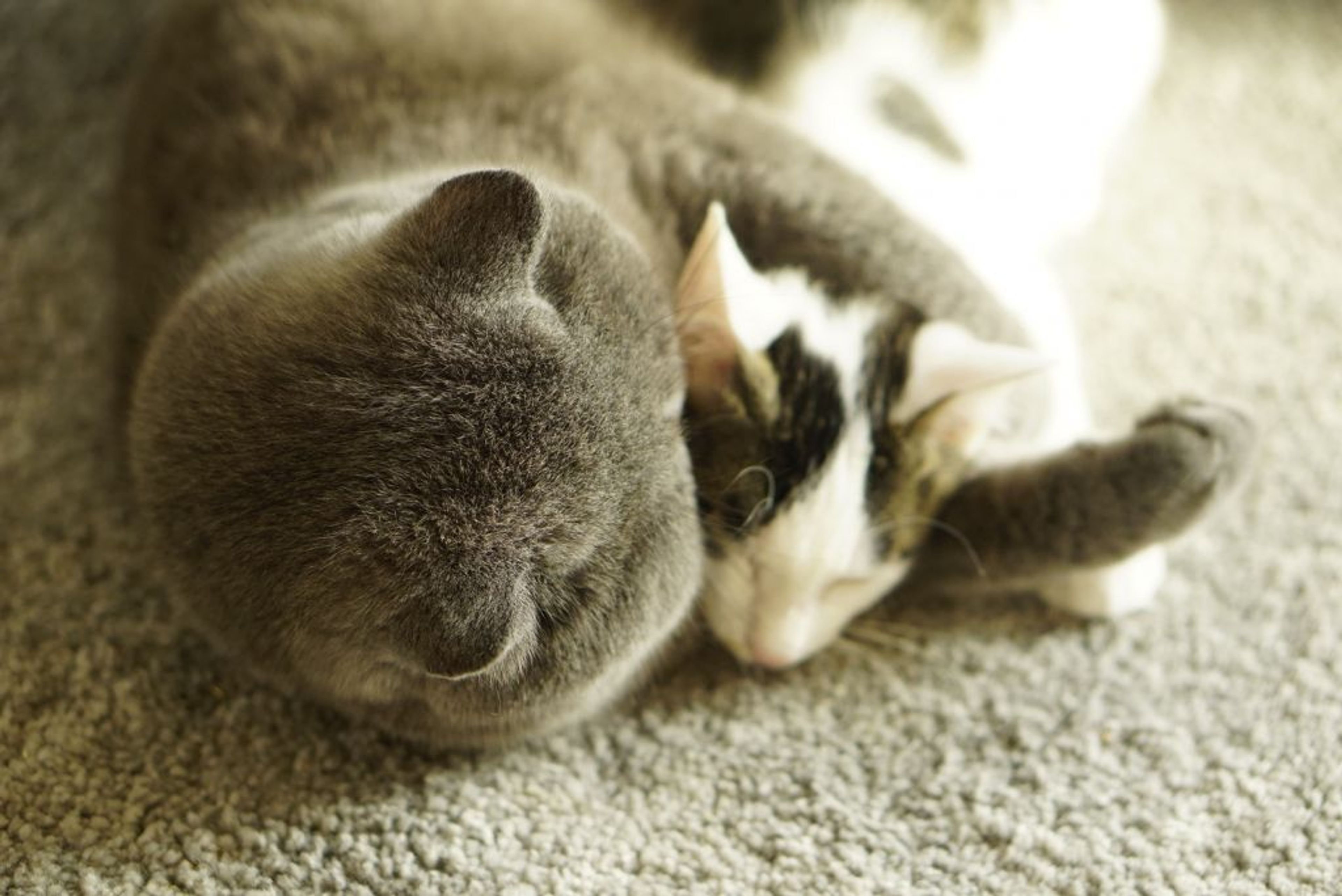 pet-image-7