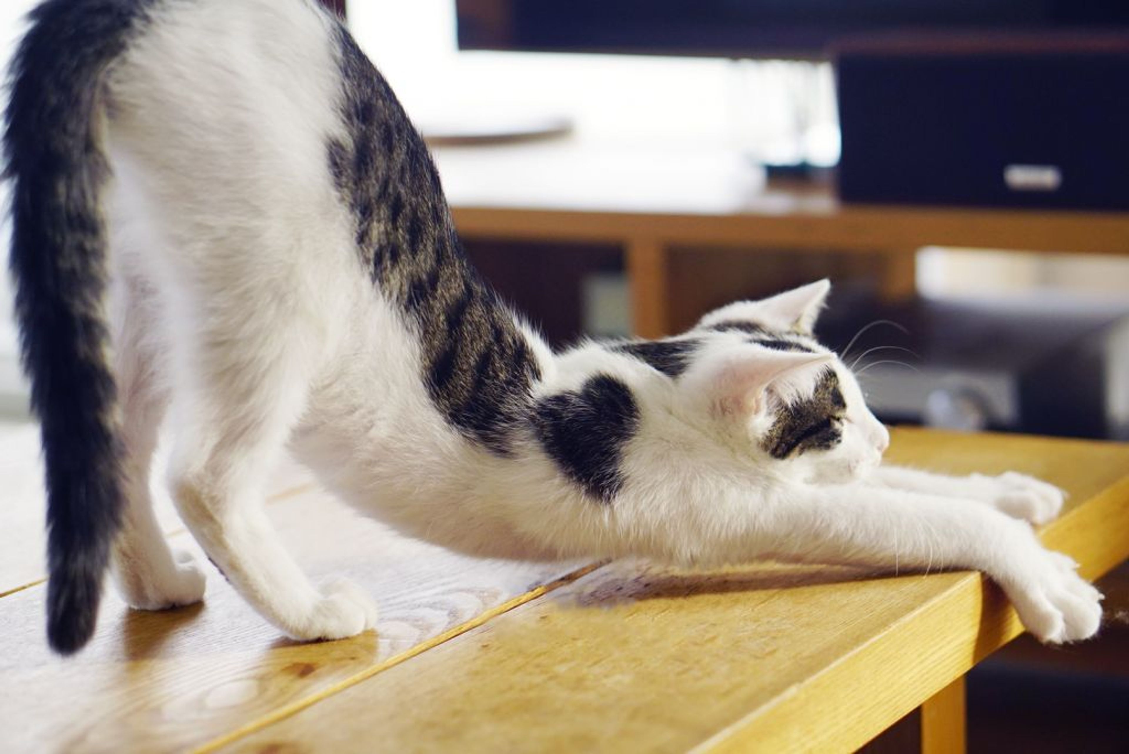 pet-image-8