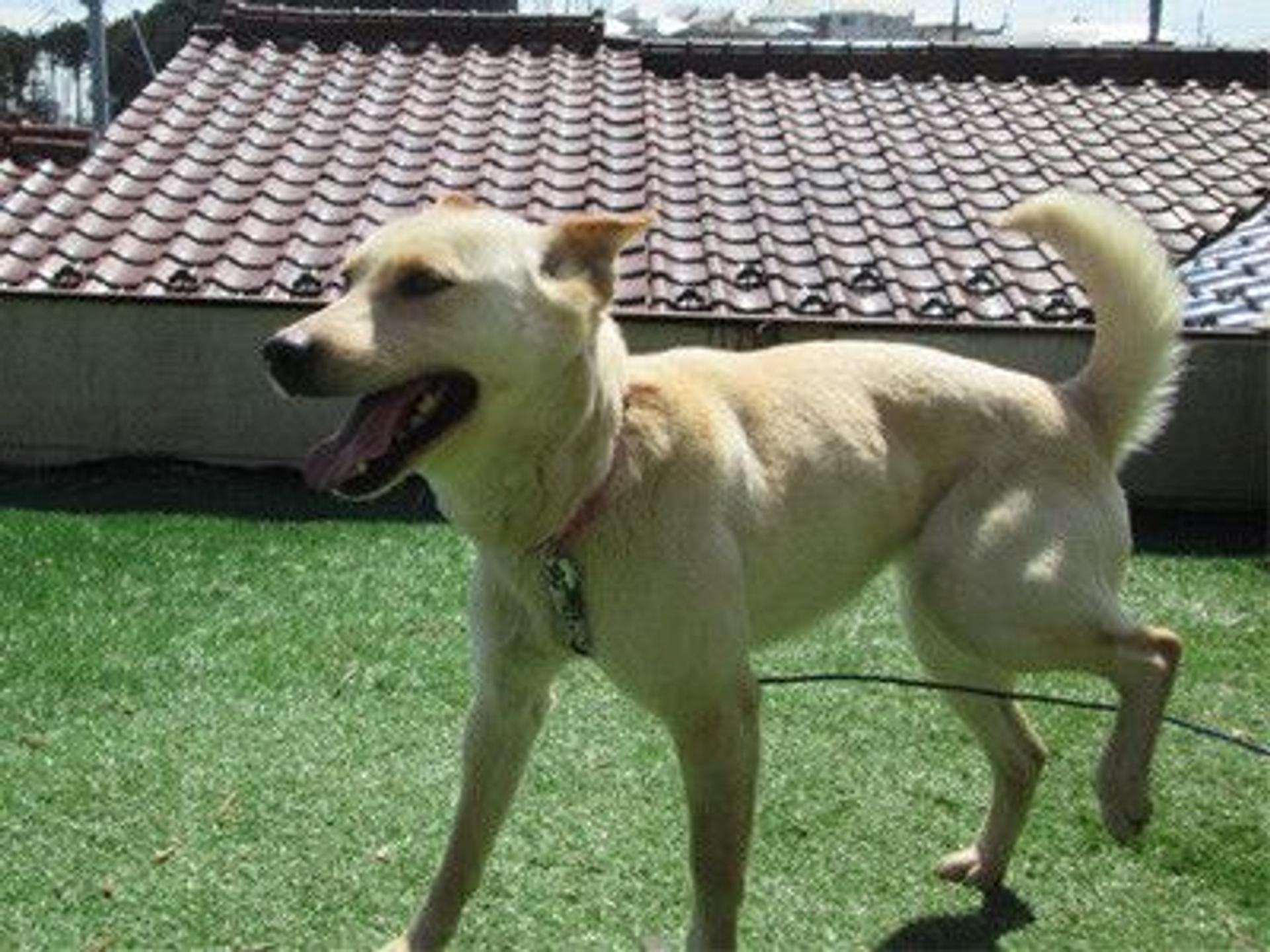 pet-image-2
