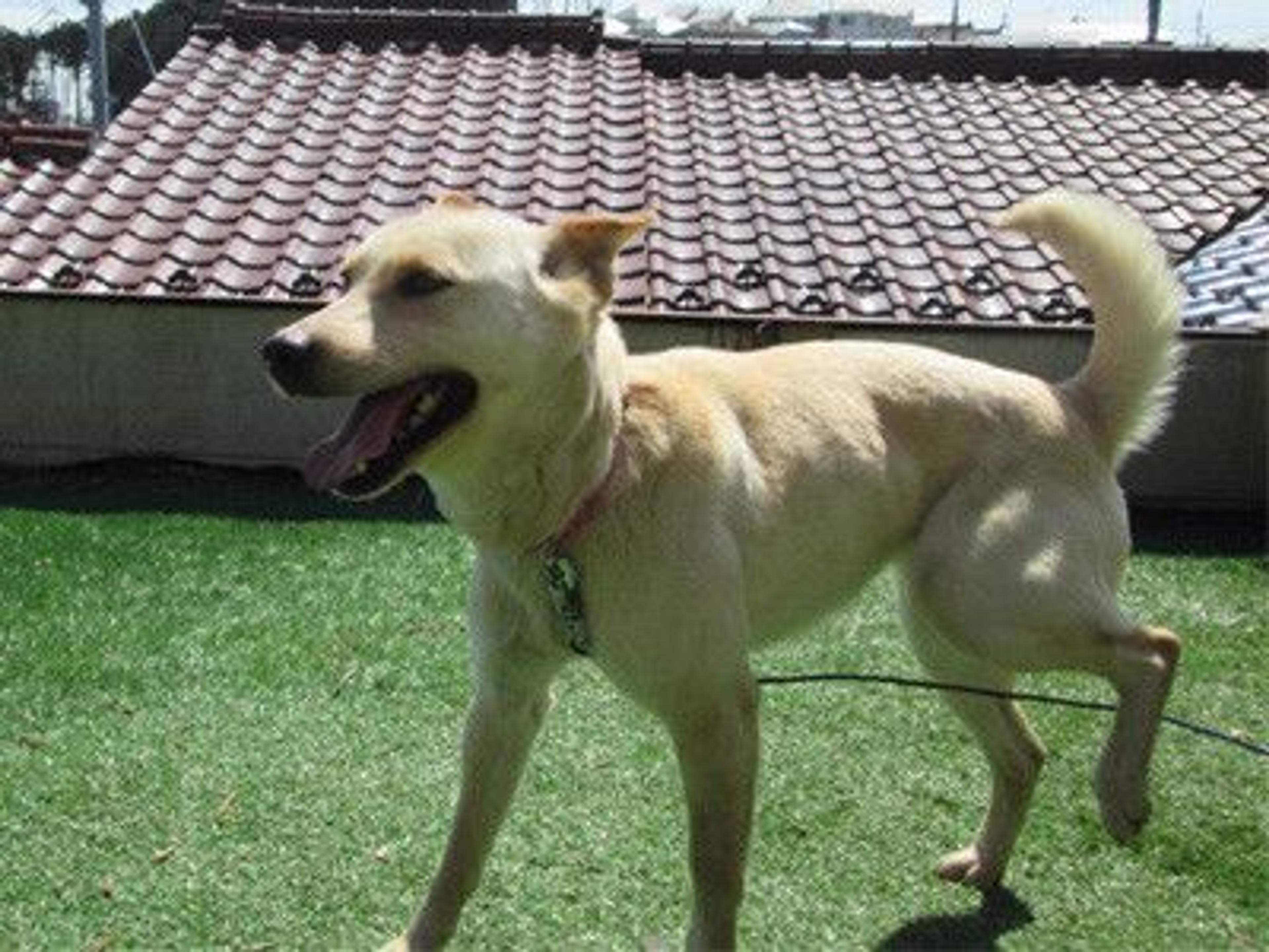pet-image-2