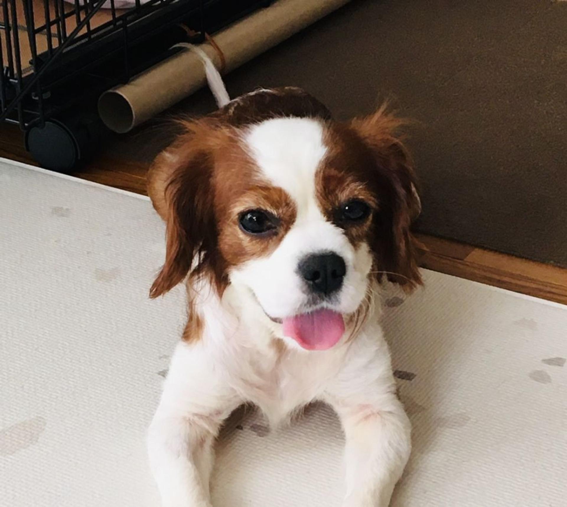 pet-image-2