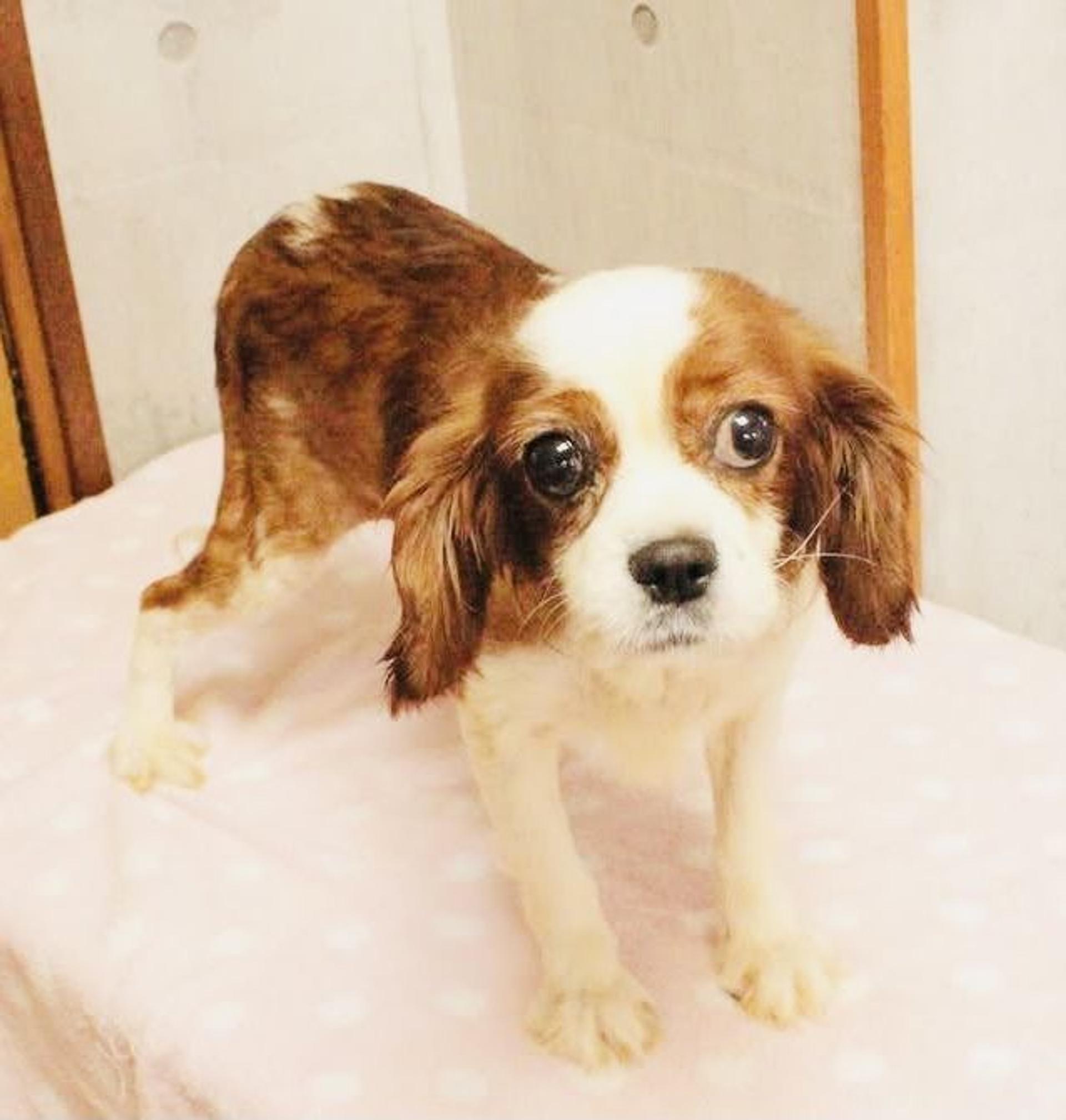 pet-image-5