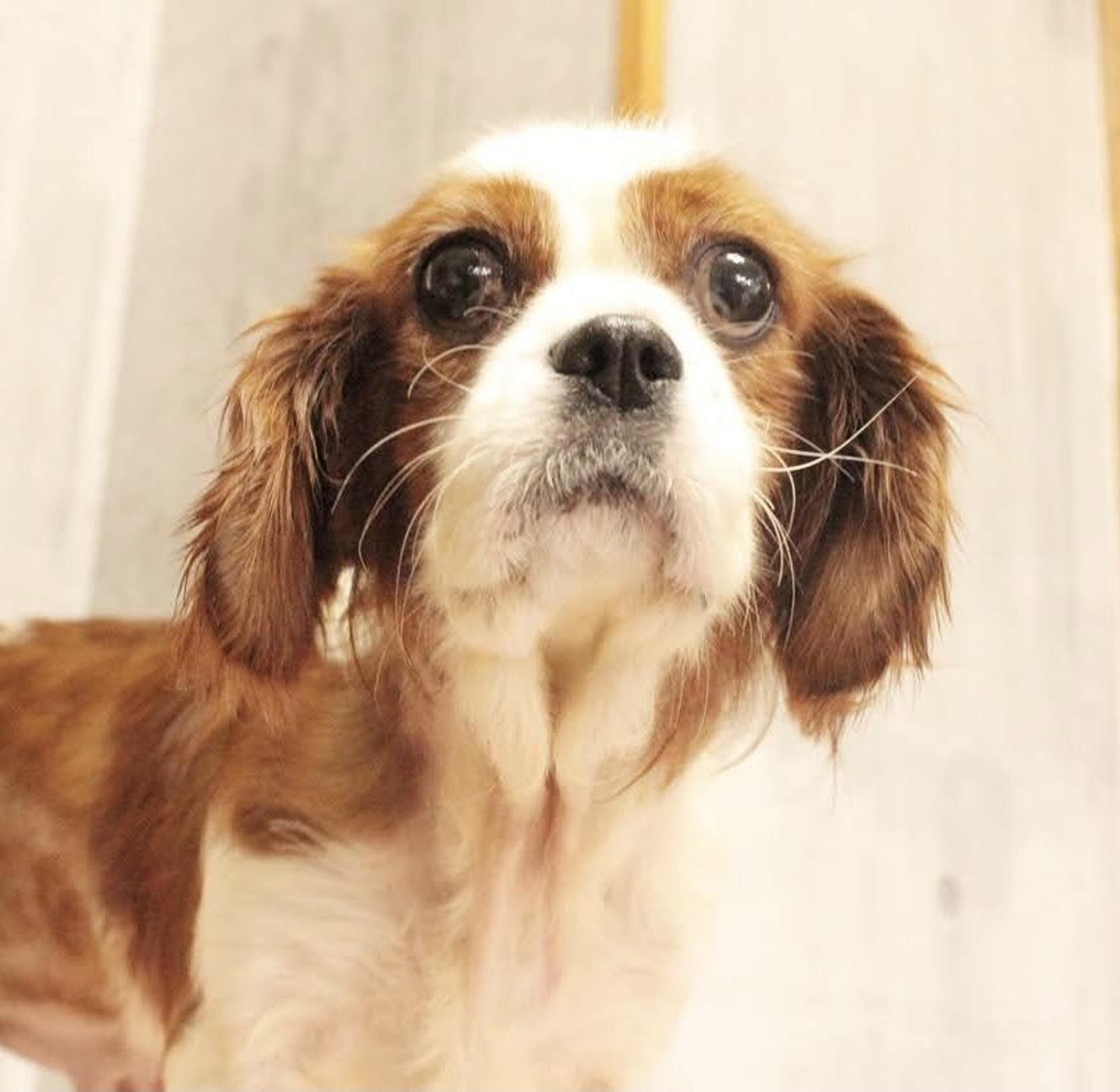 pet-image-6