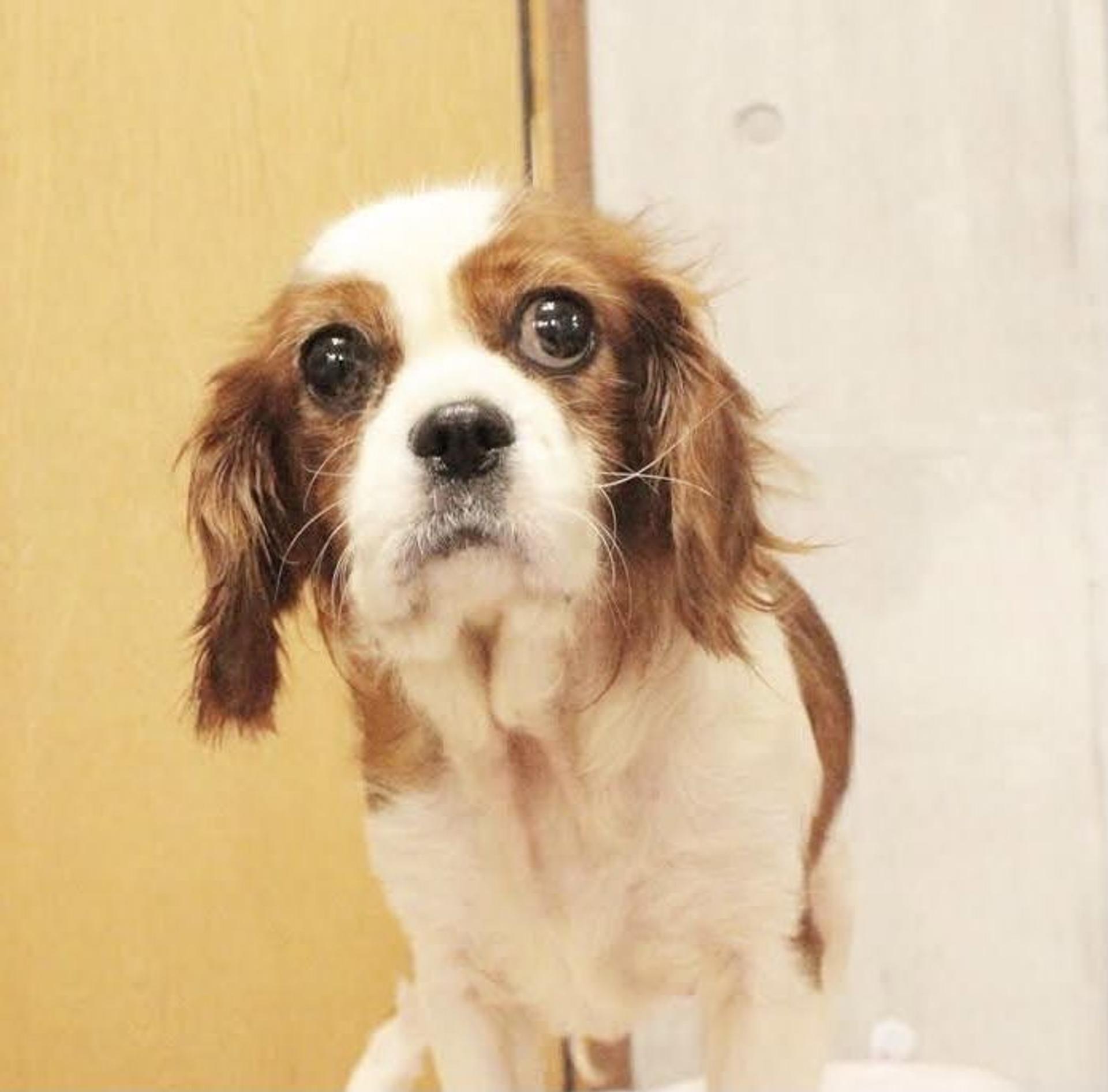 pet-image-7