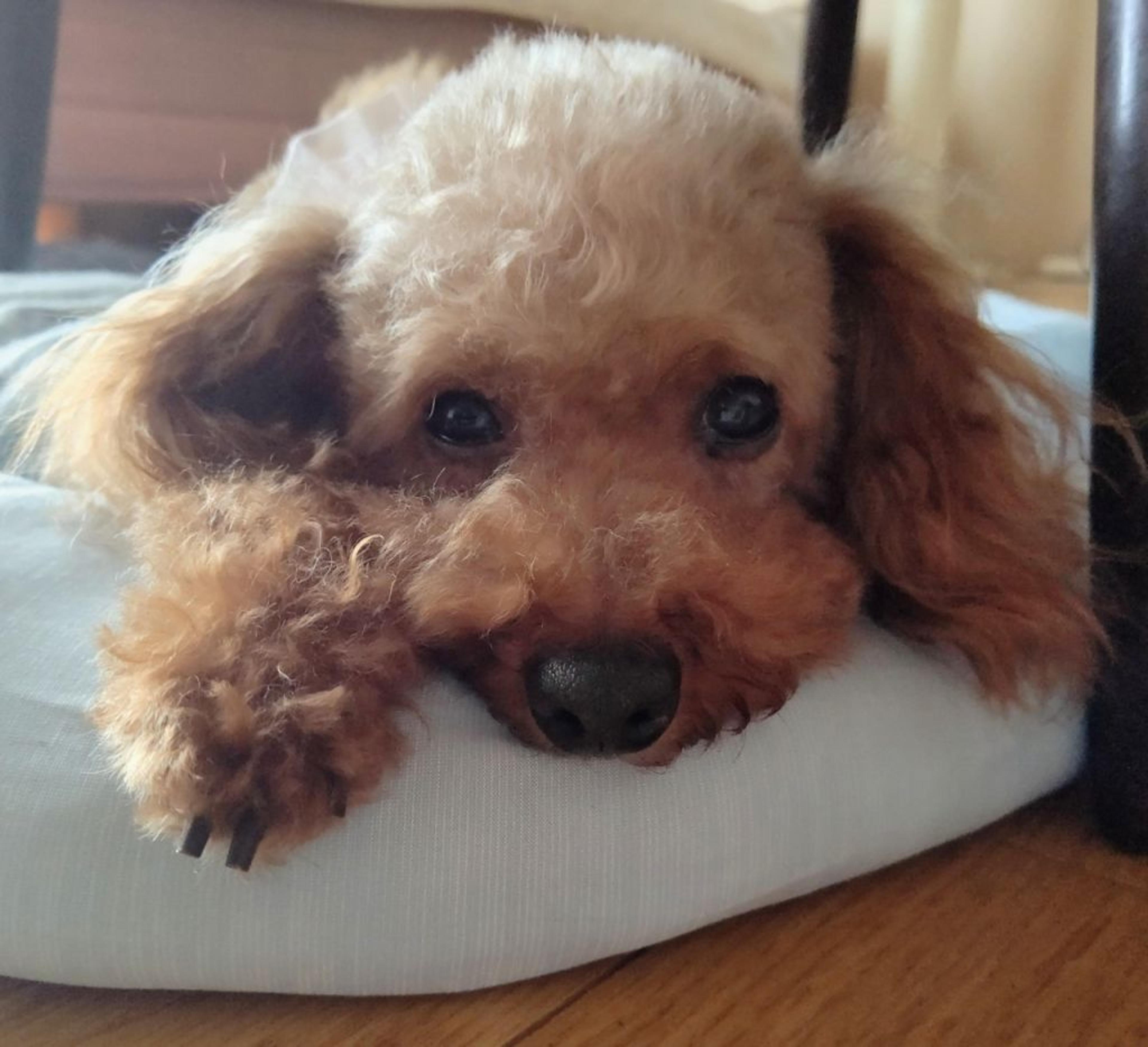 pet-image-2