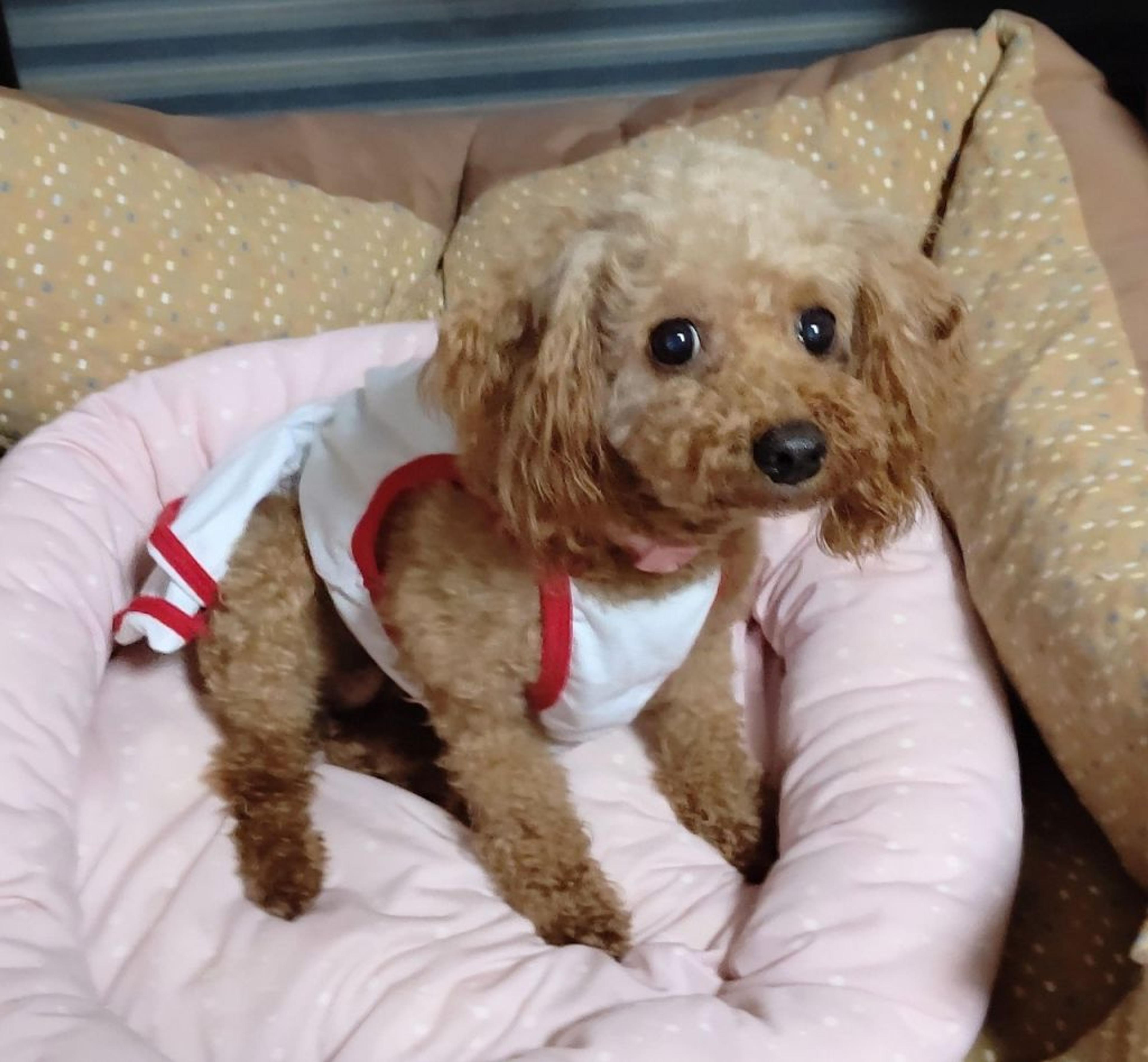 pet-image-3