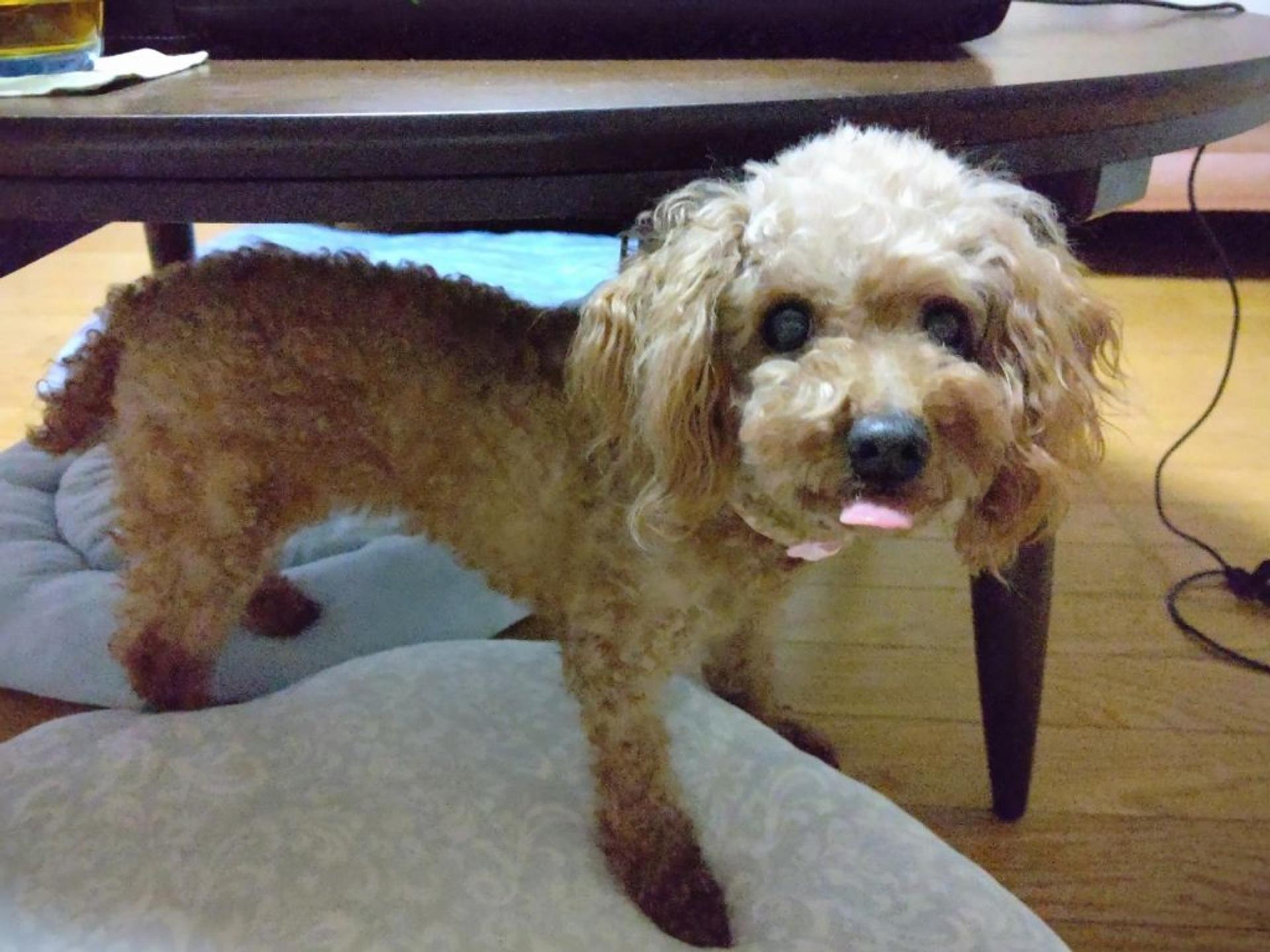 pet-image-4