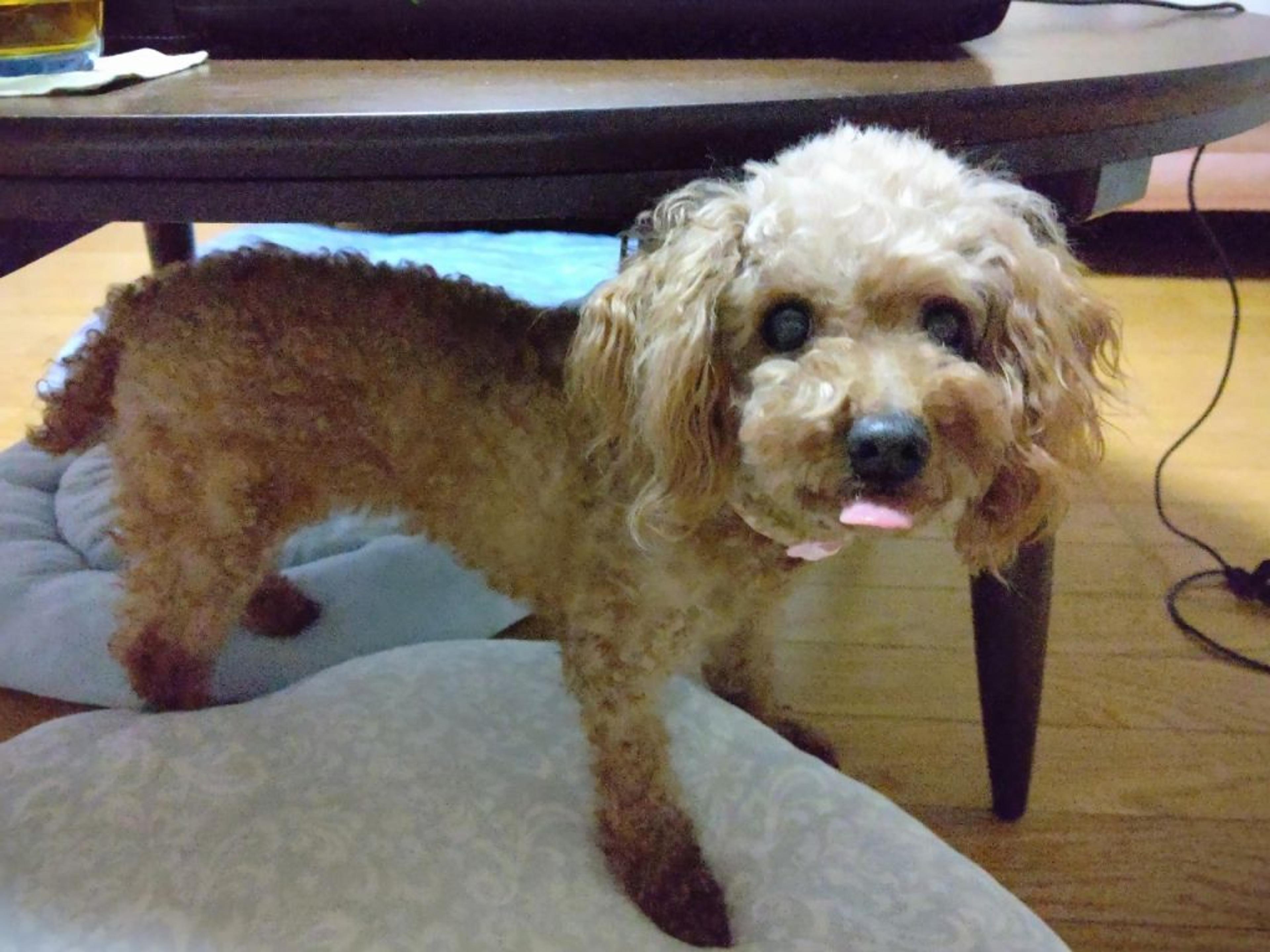 pet-image-4