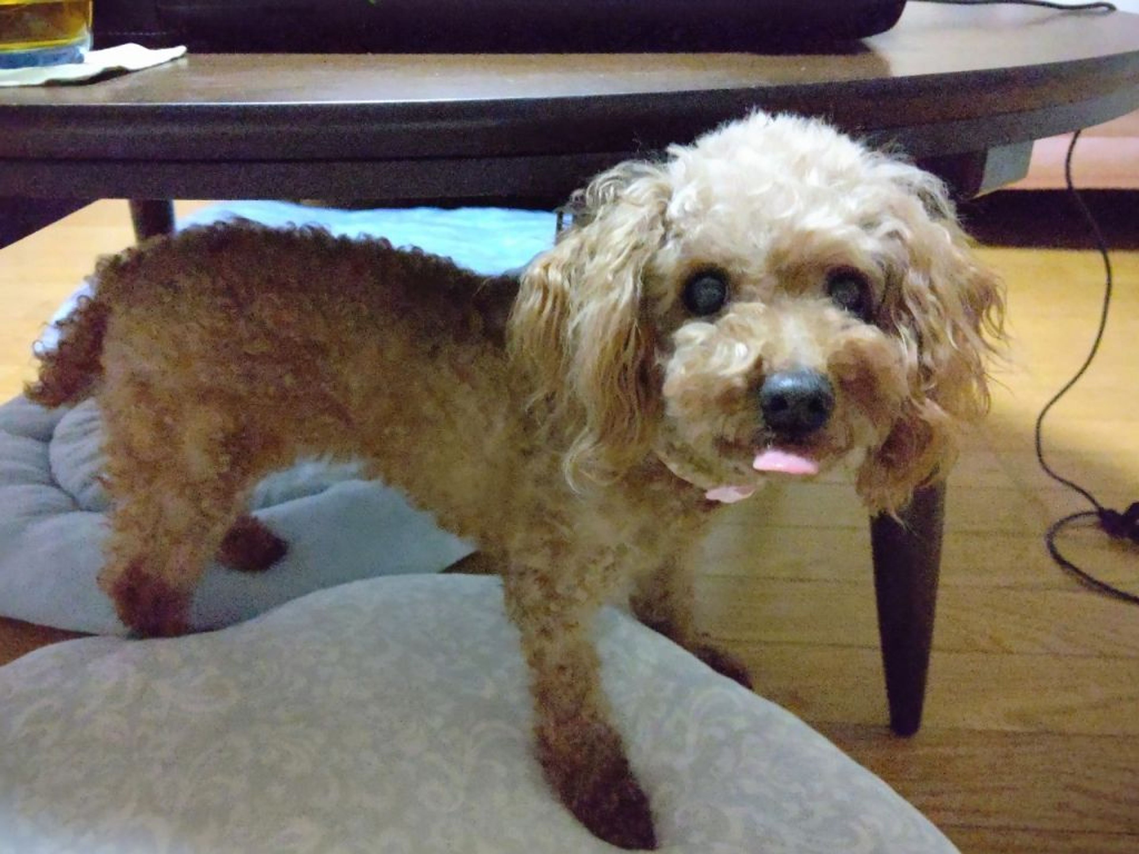 pet-image-4