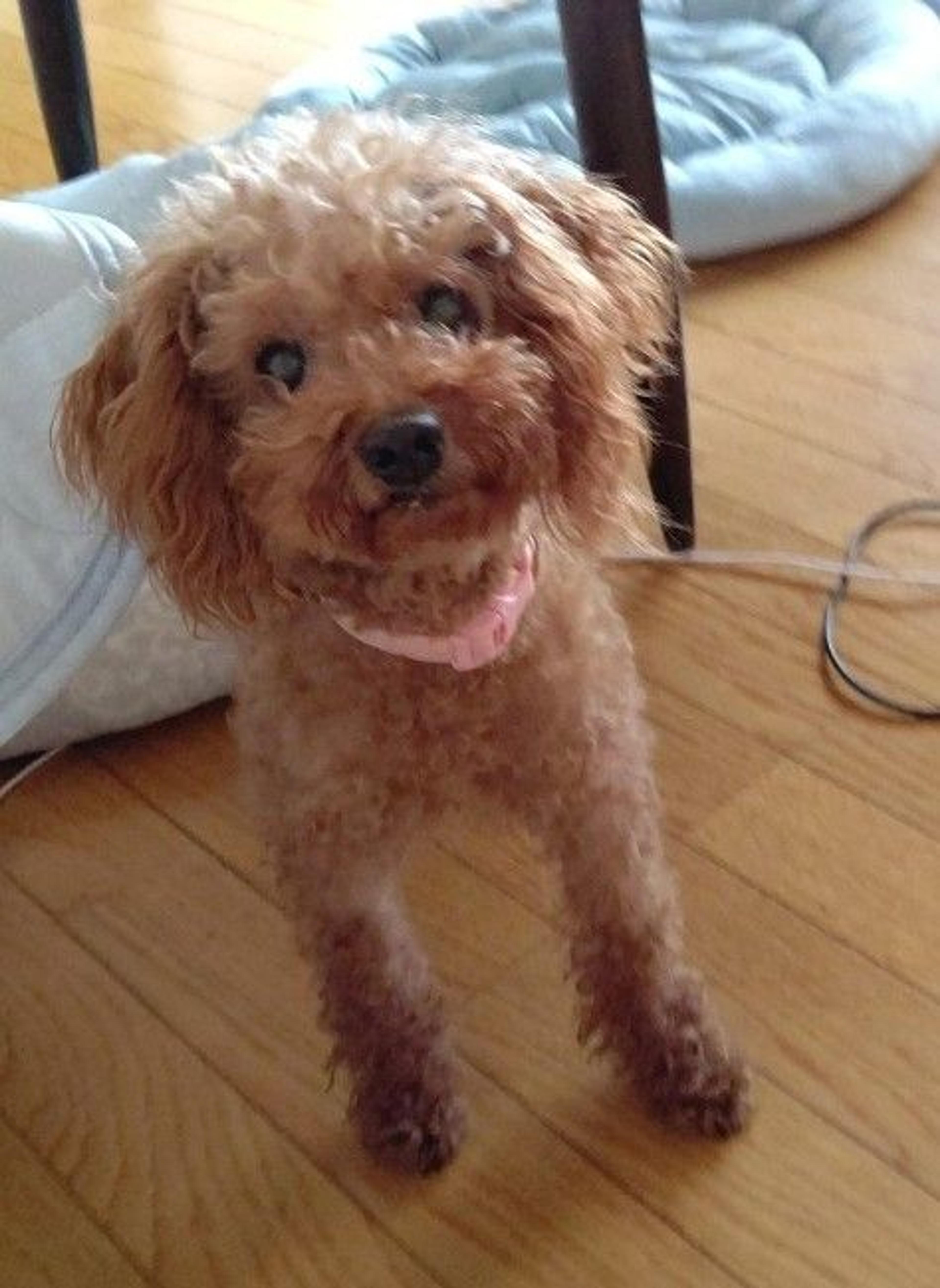pet-image-5
