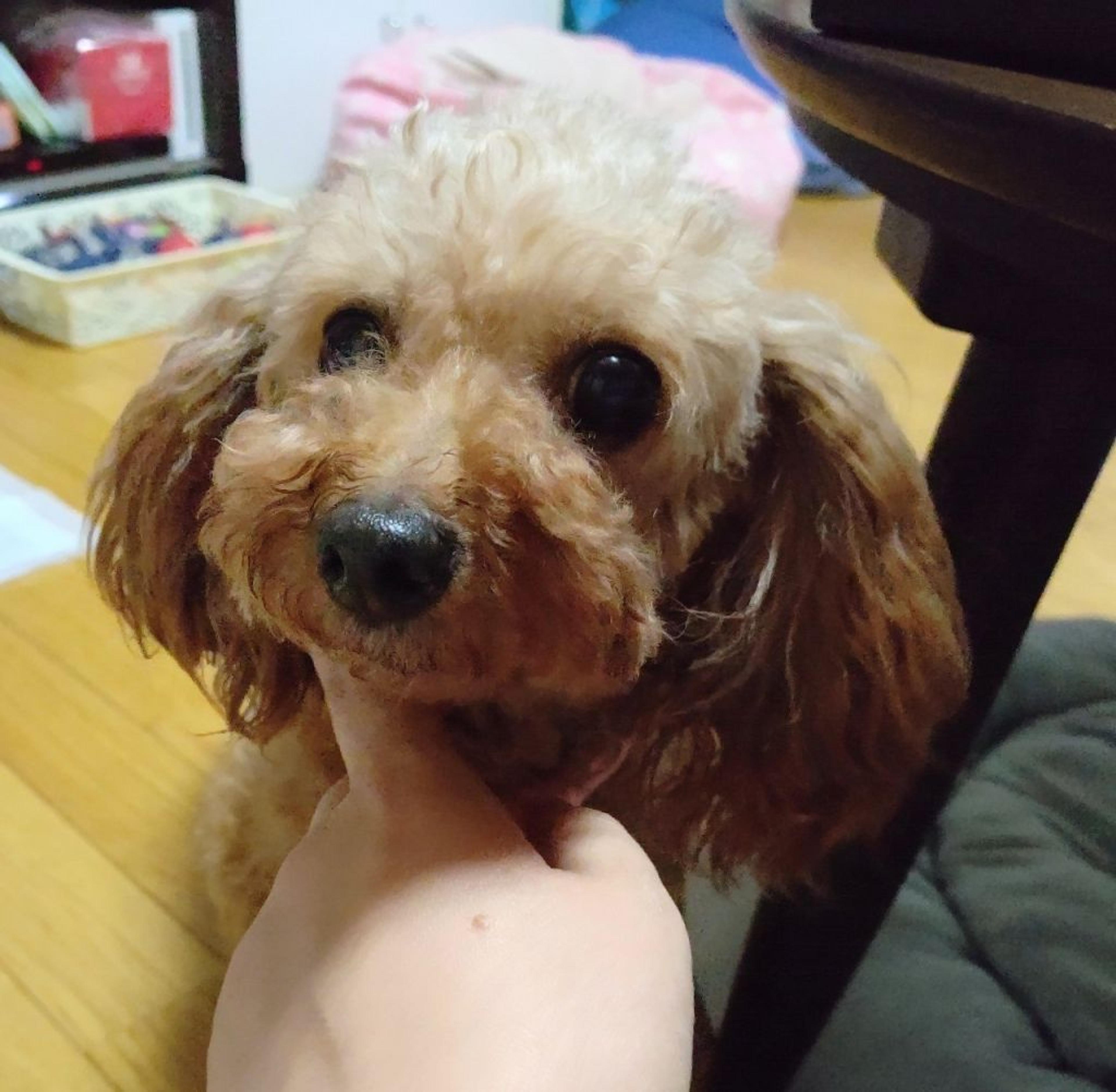 pet-image-6