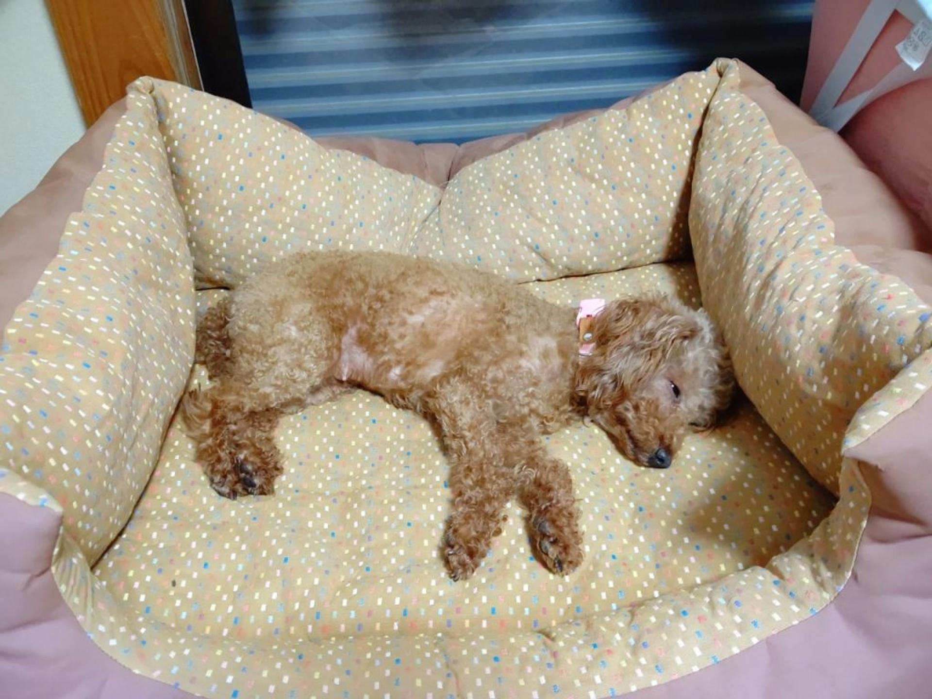 pet-image-7