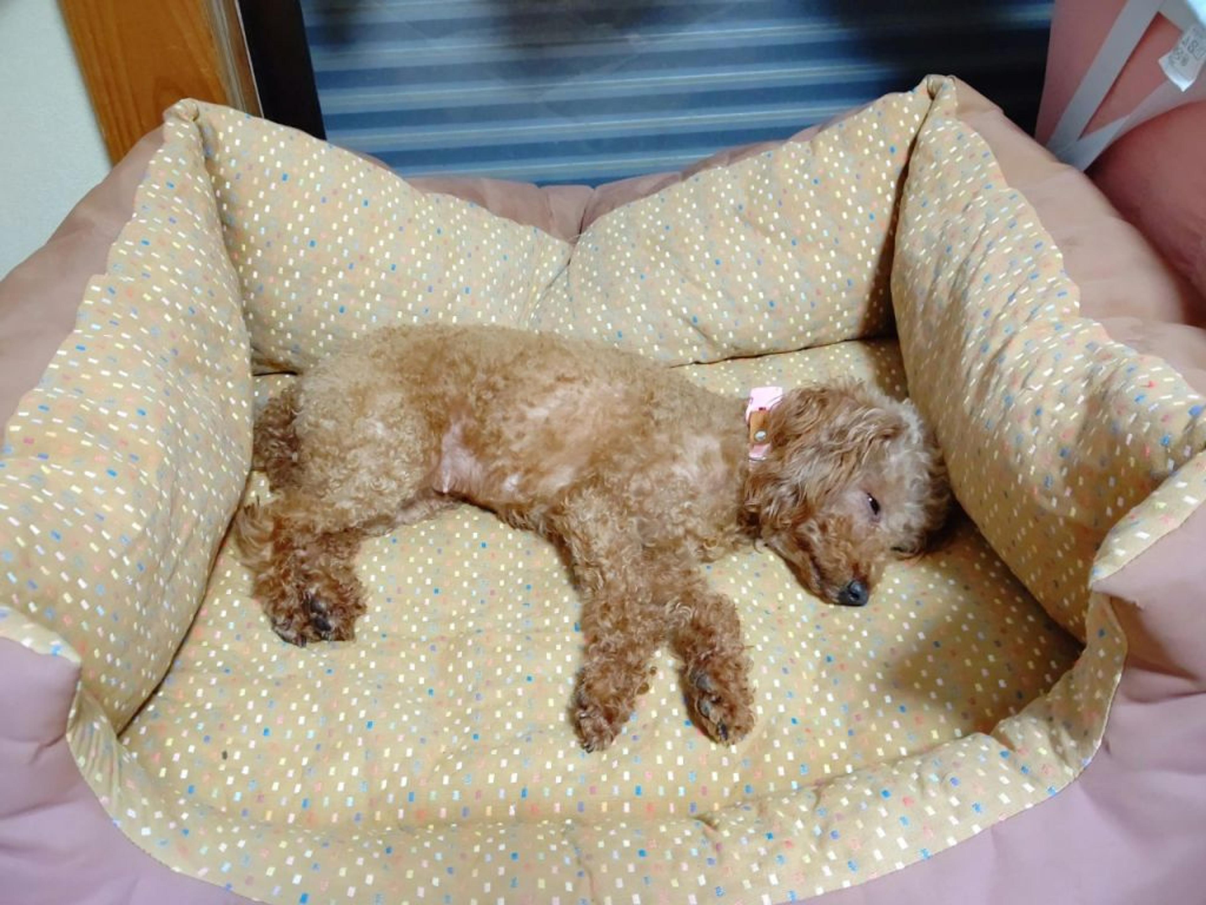 pet-image-7