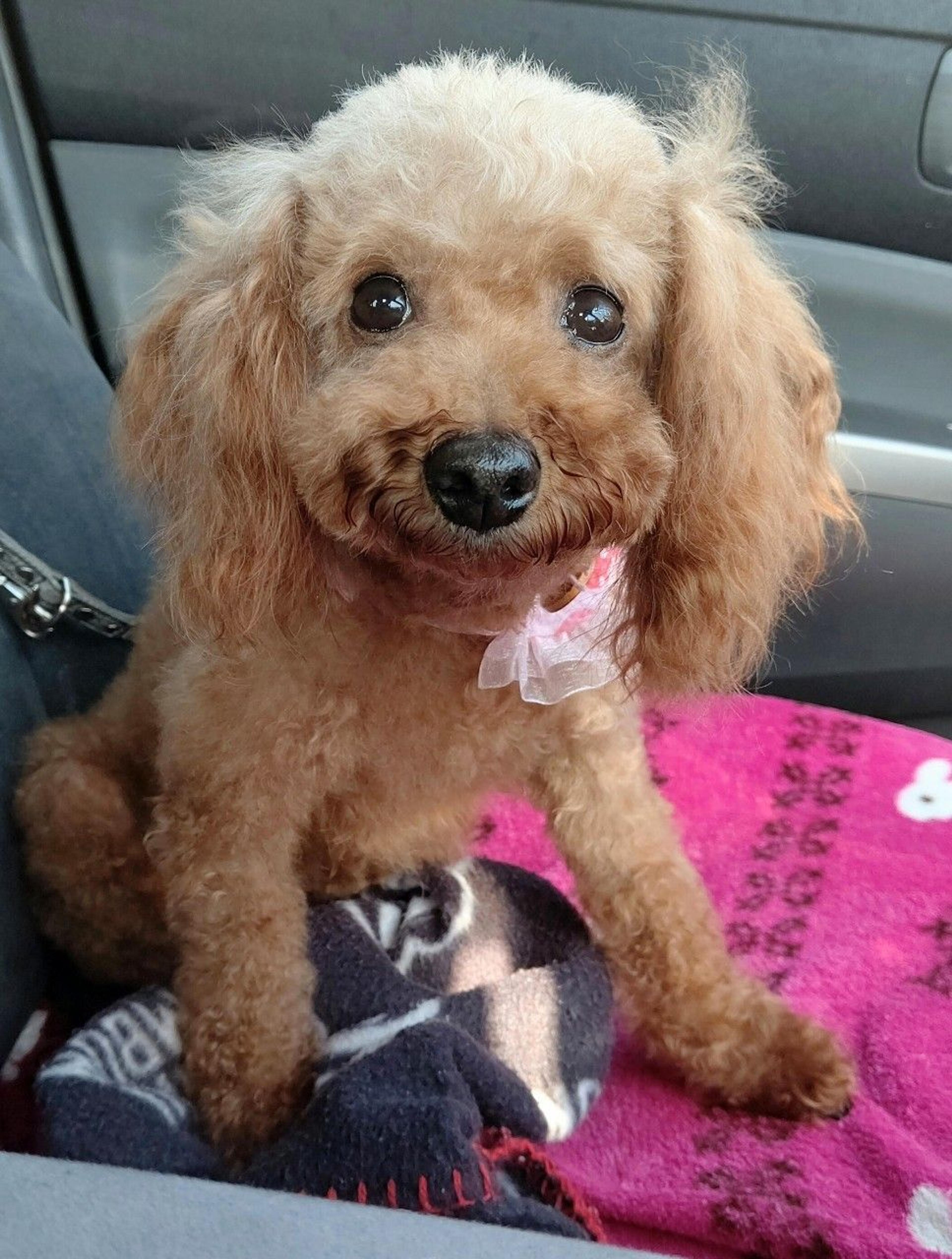 pet-image-8