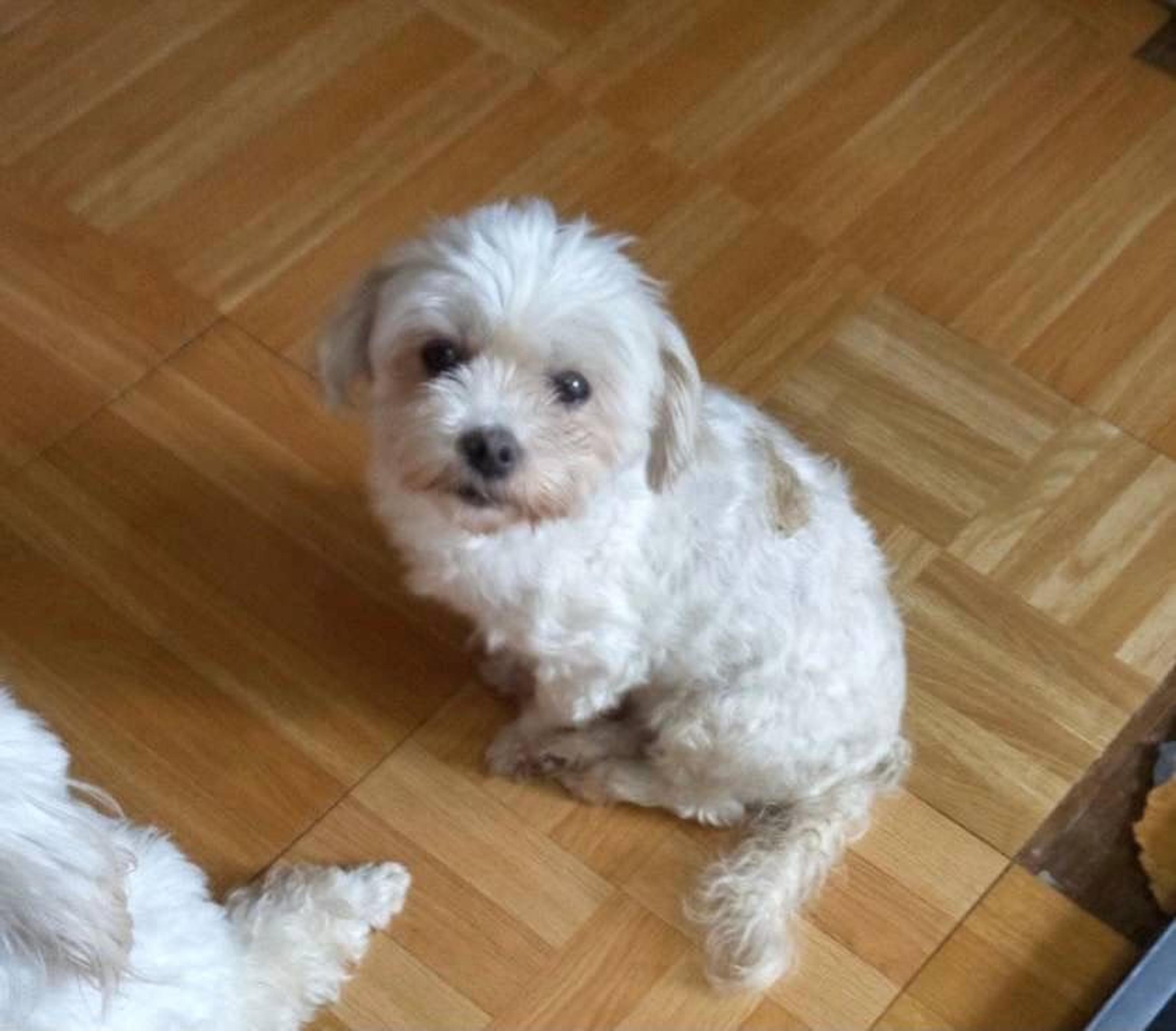 pet-image-3