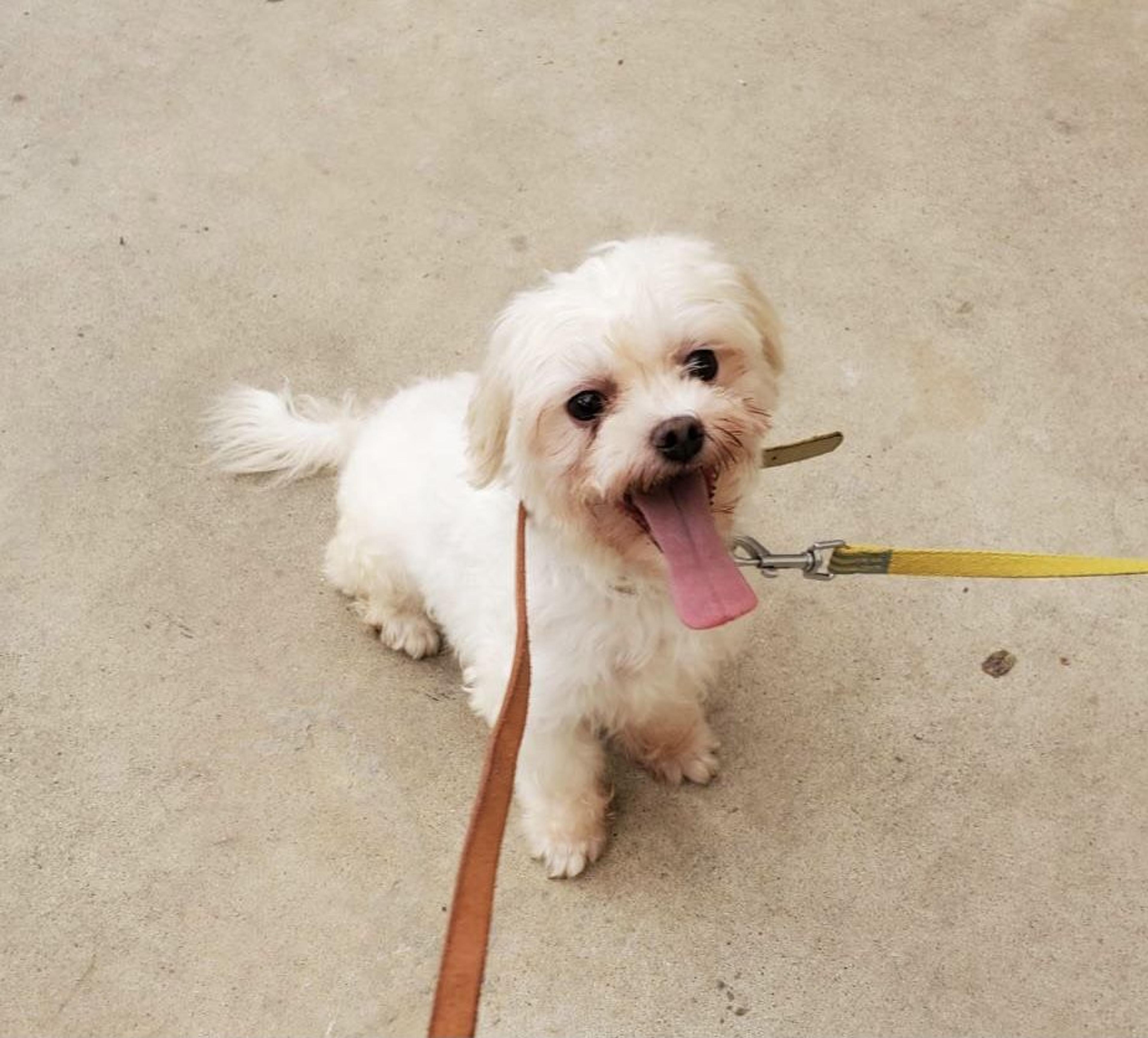 pet-image-2