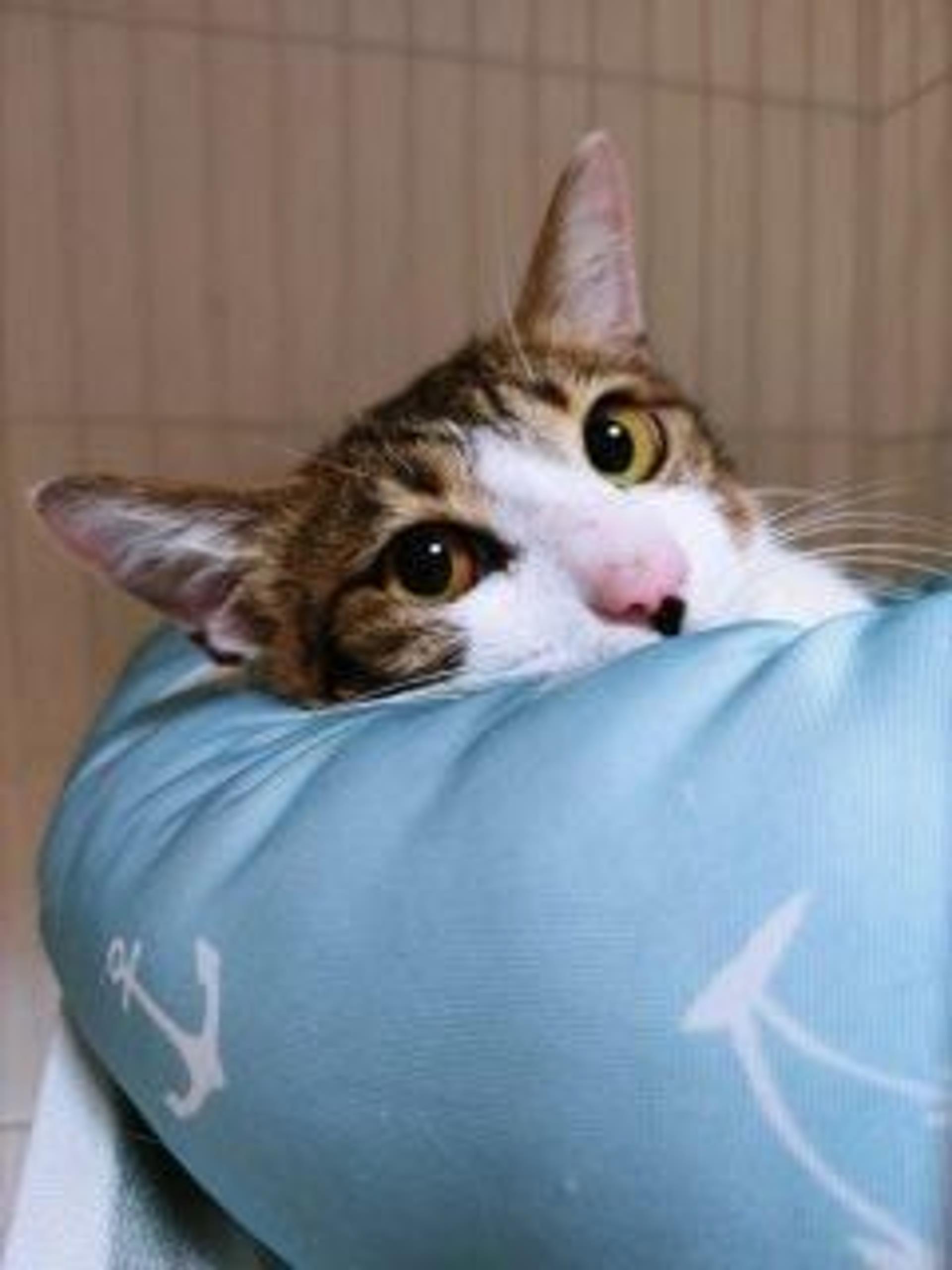 pet-image-2