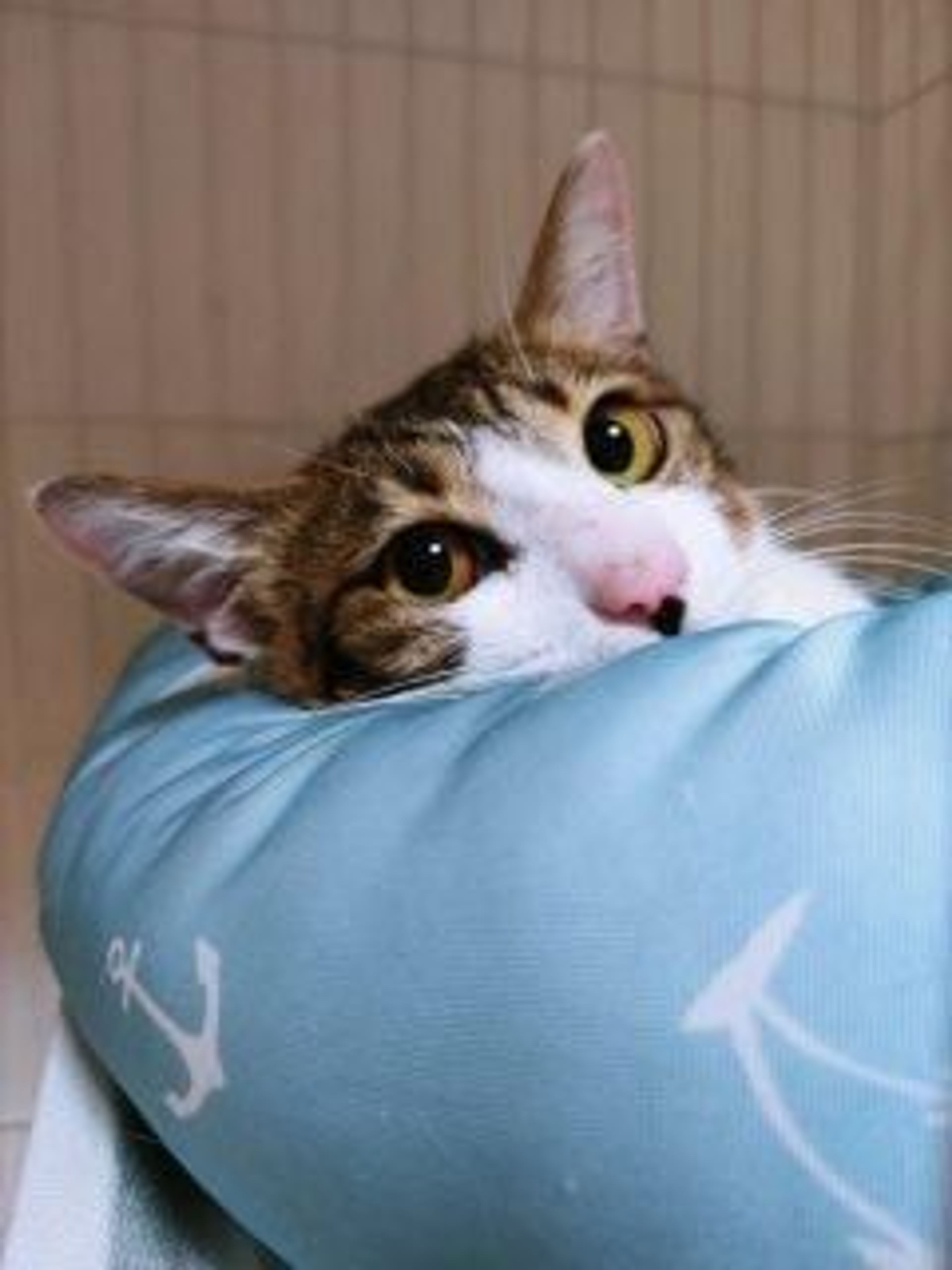 pet-image-2