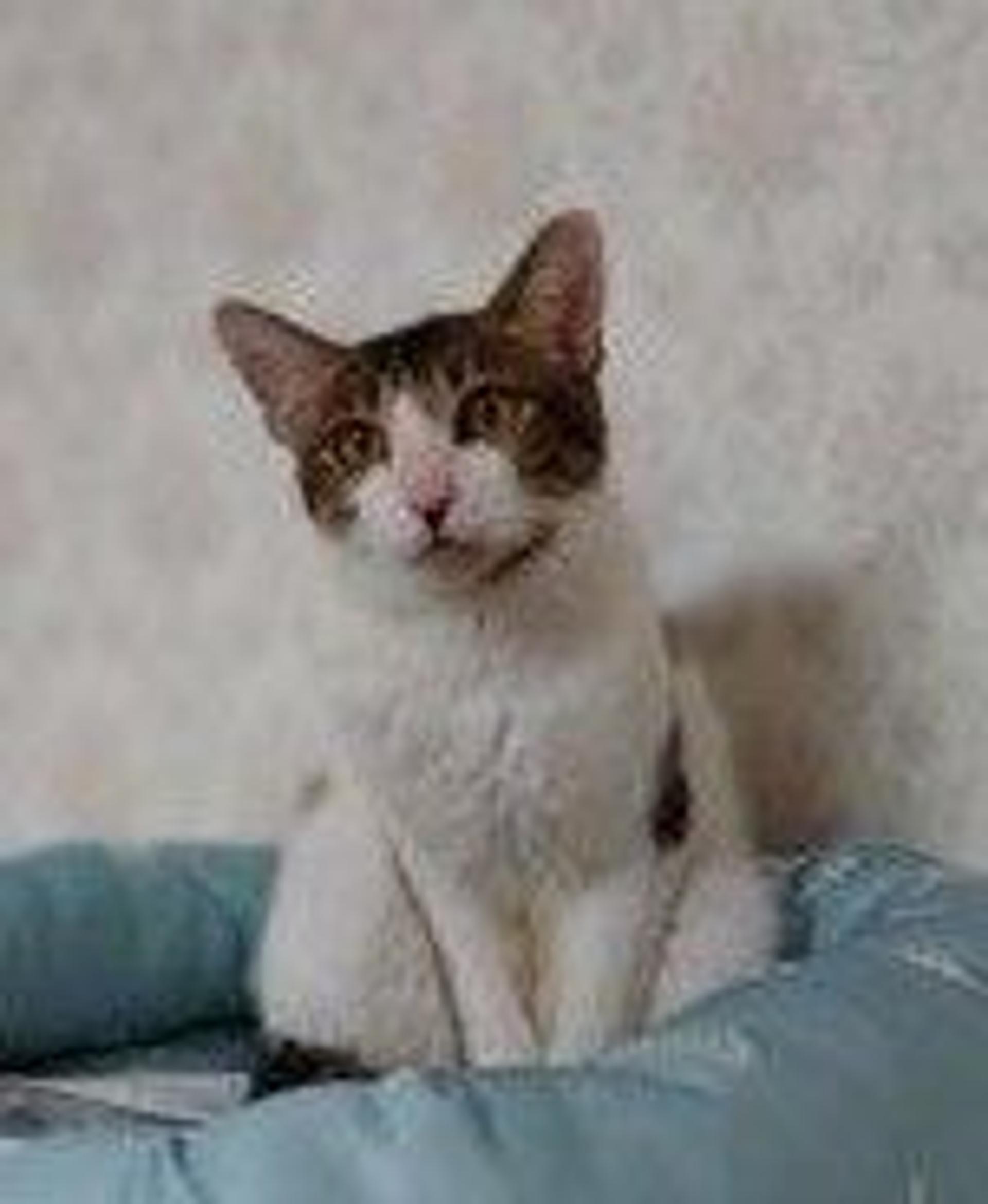 pet-image-3