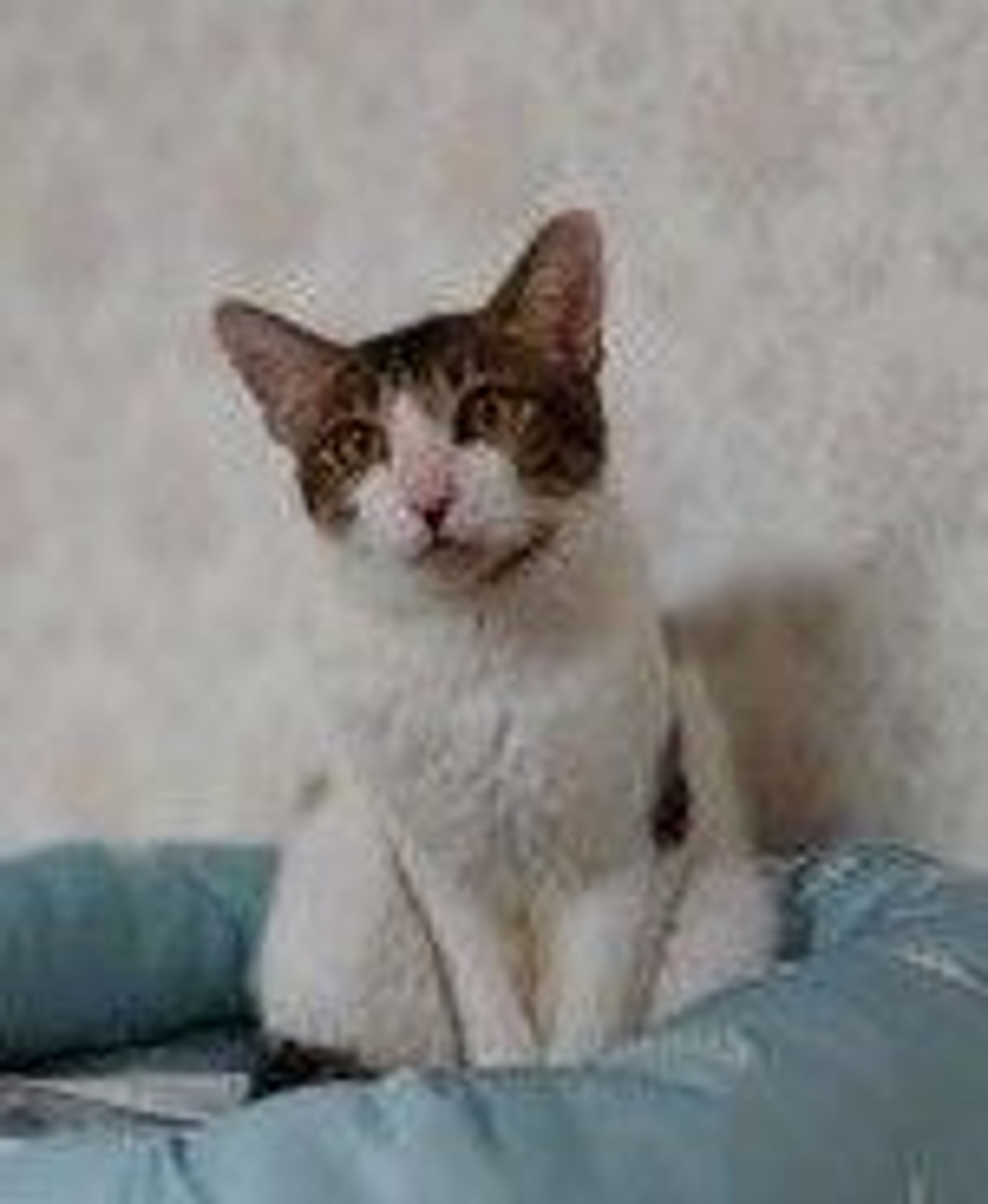 pet-image-3