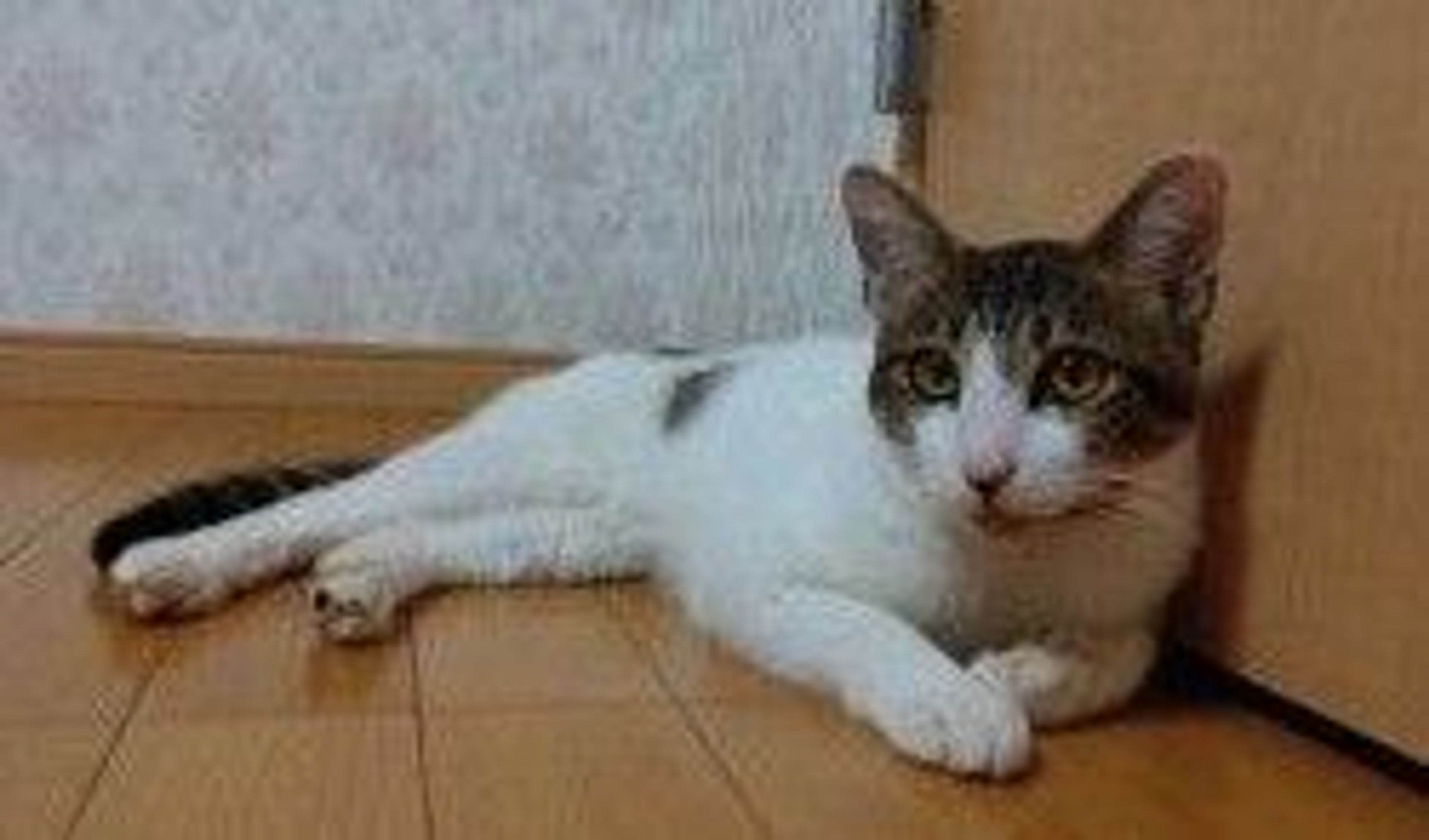 pet-image-4