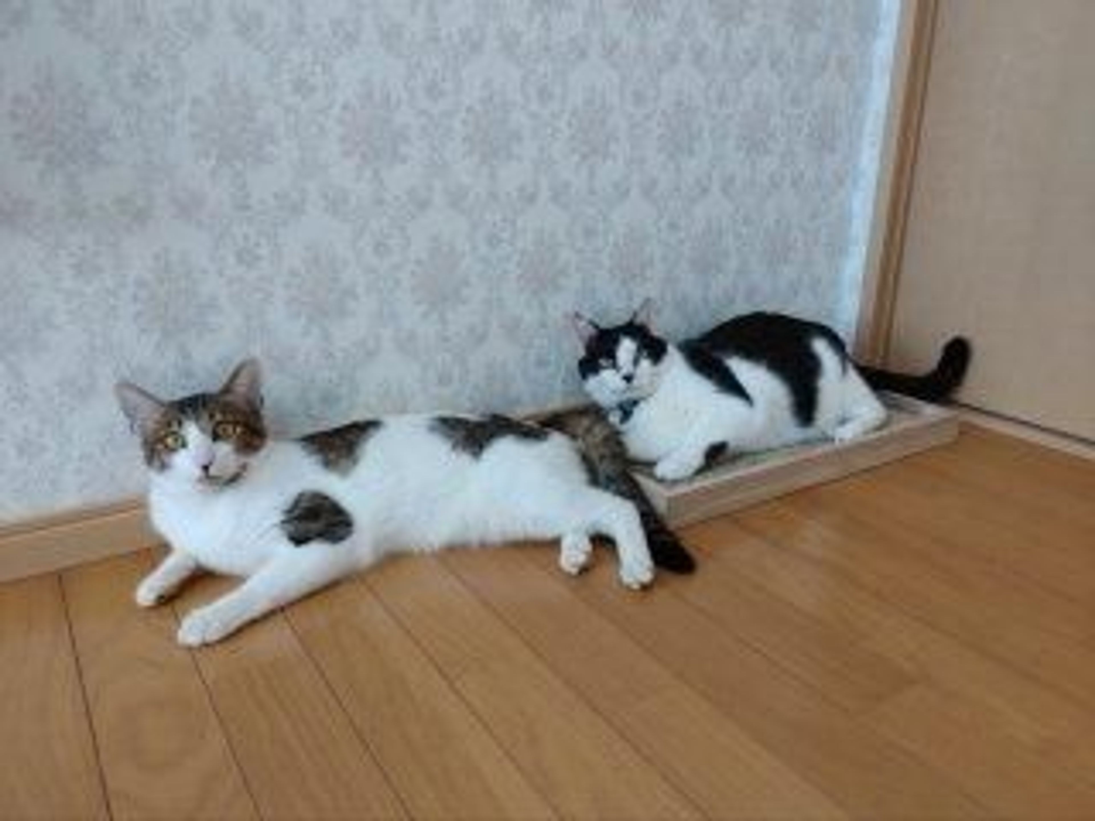 pet-image-5