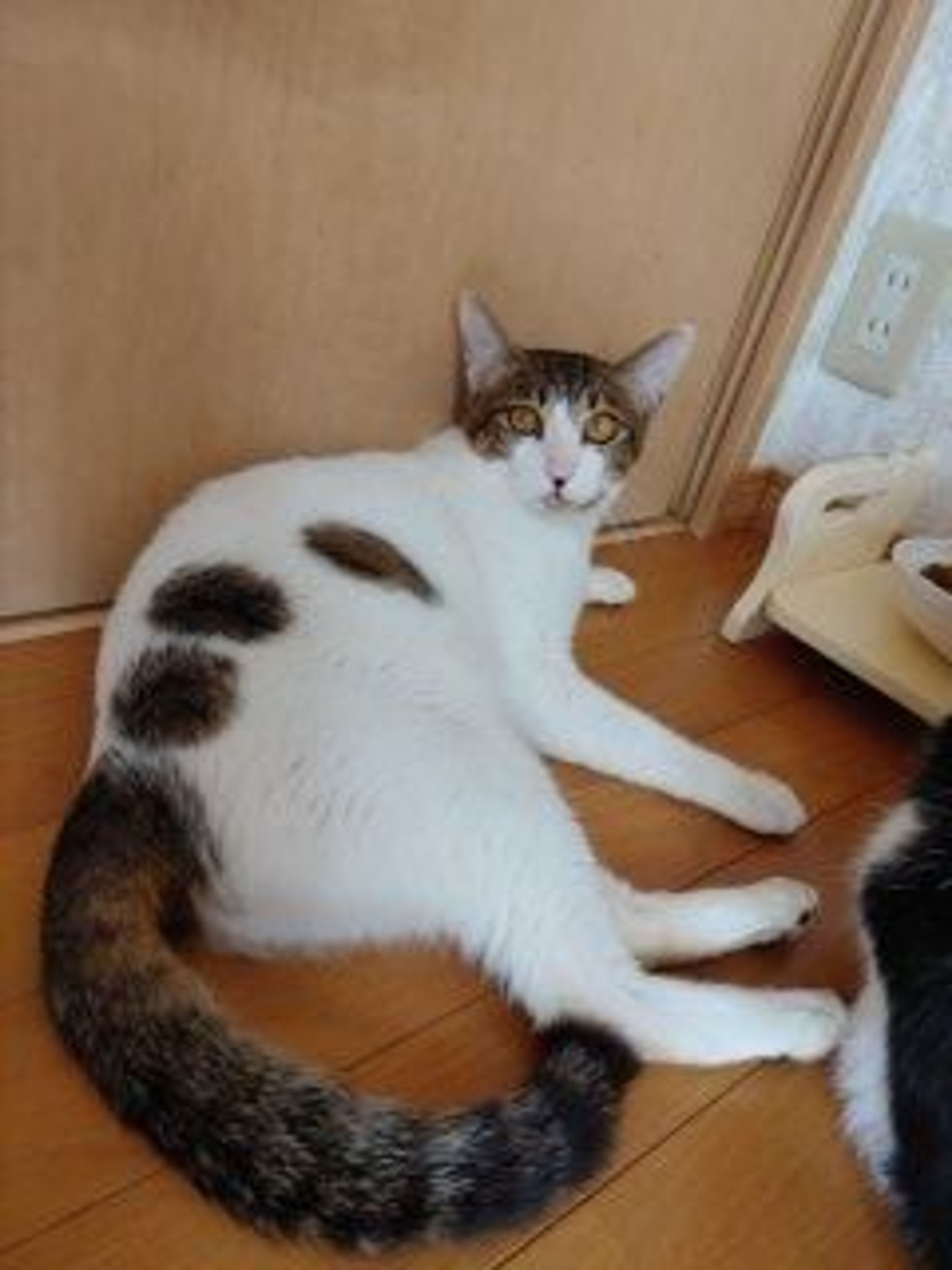 pet-image-6