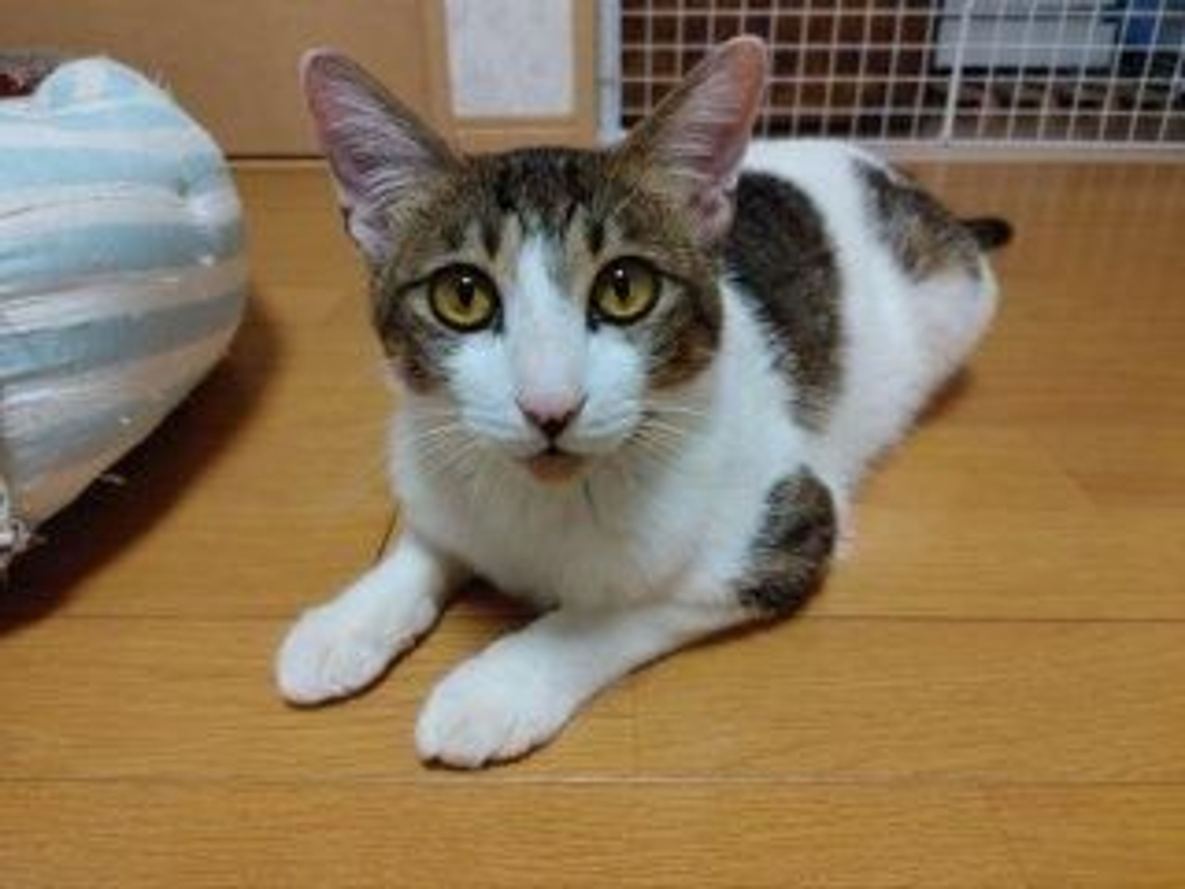 pet-image-7