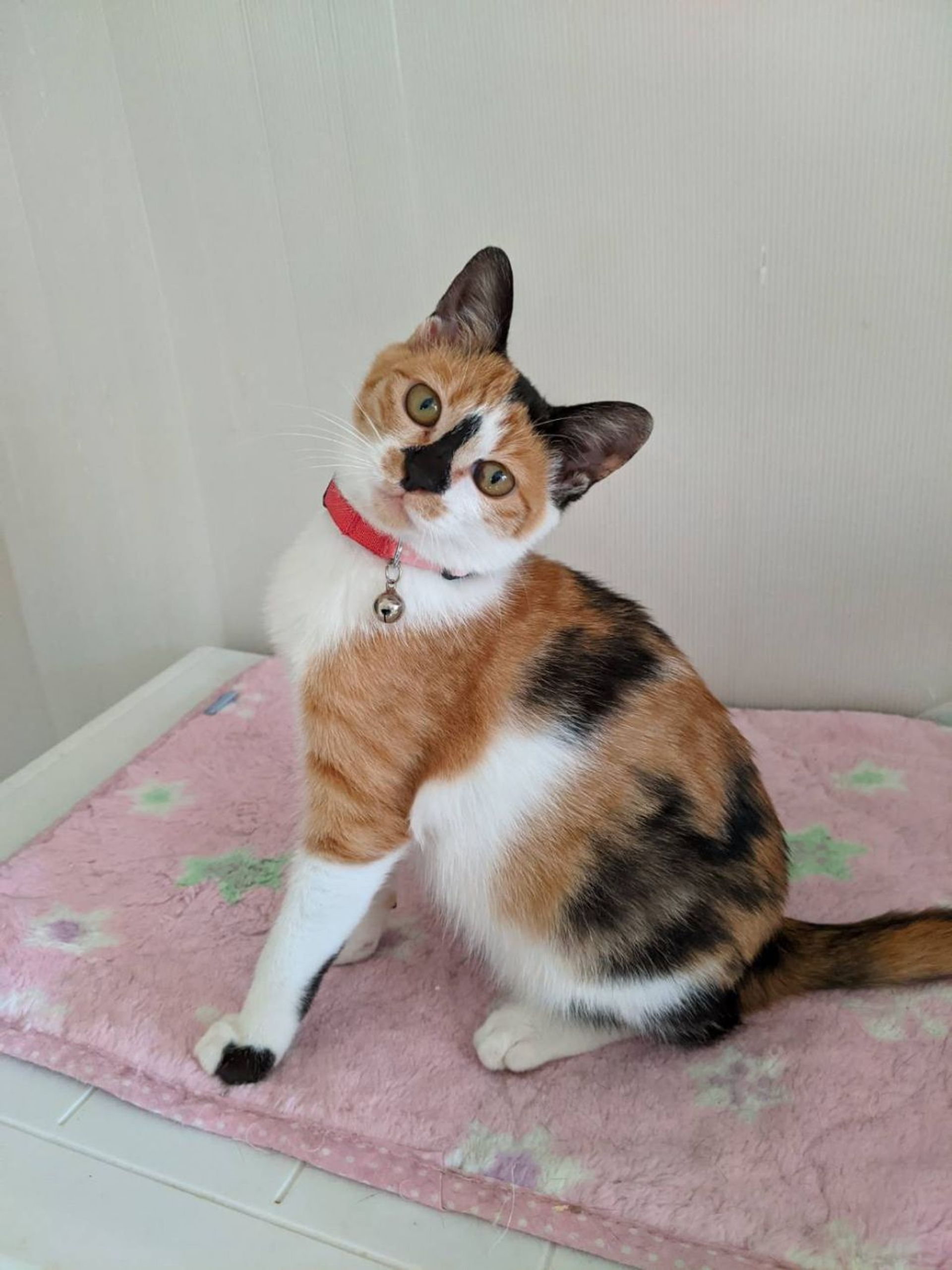 雑種（ミックス猫）・メスの里親募集の写真