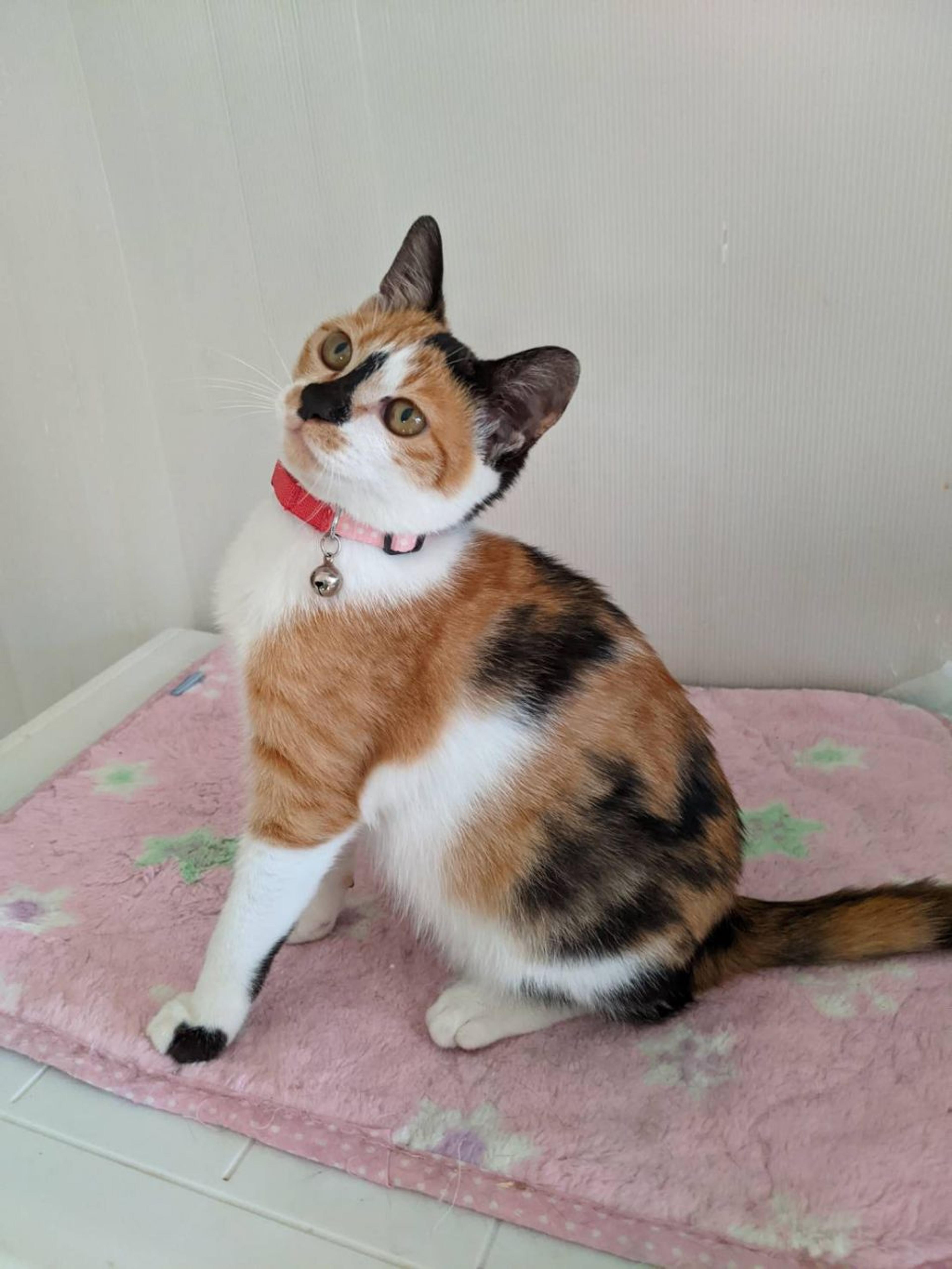 pet-image-2