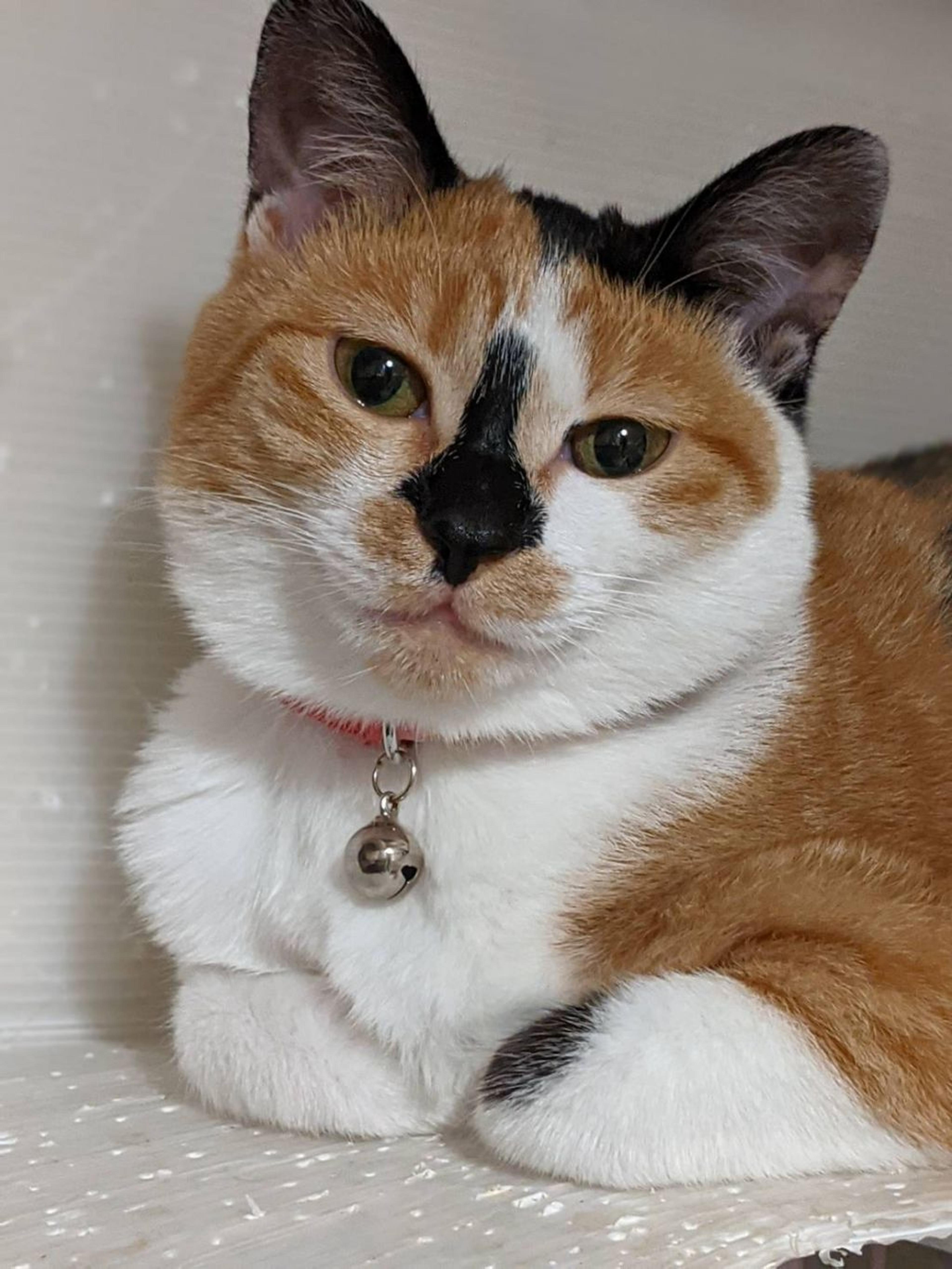 pet-image-3
